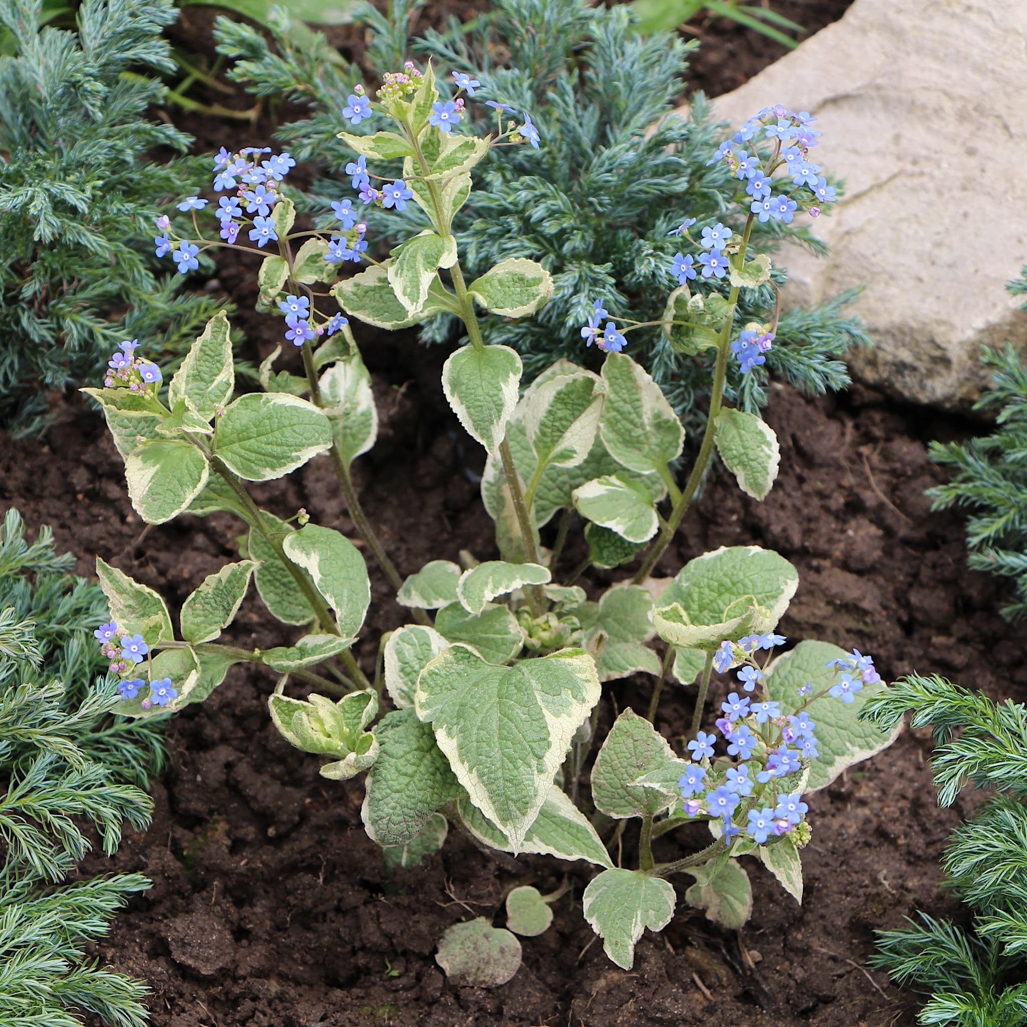 Brunnera macr. 'Variegata'