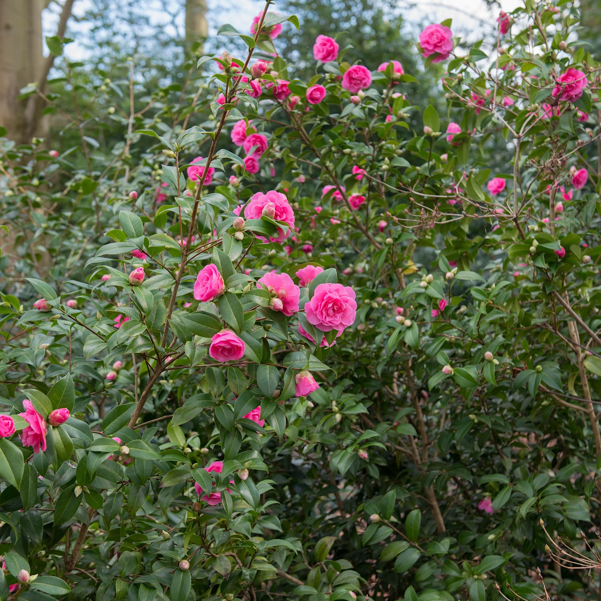 Camellia will. 'Debbie'