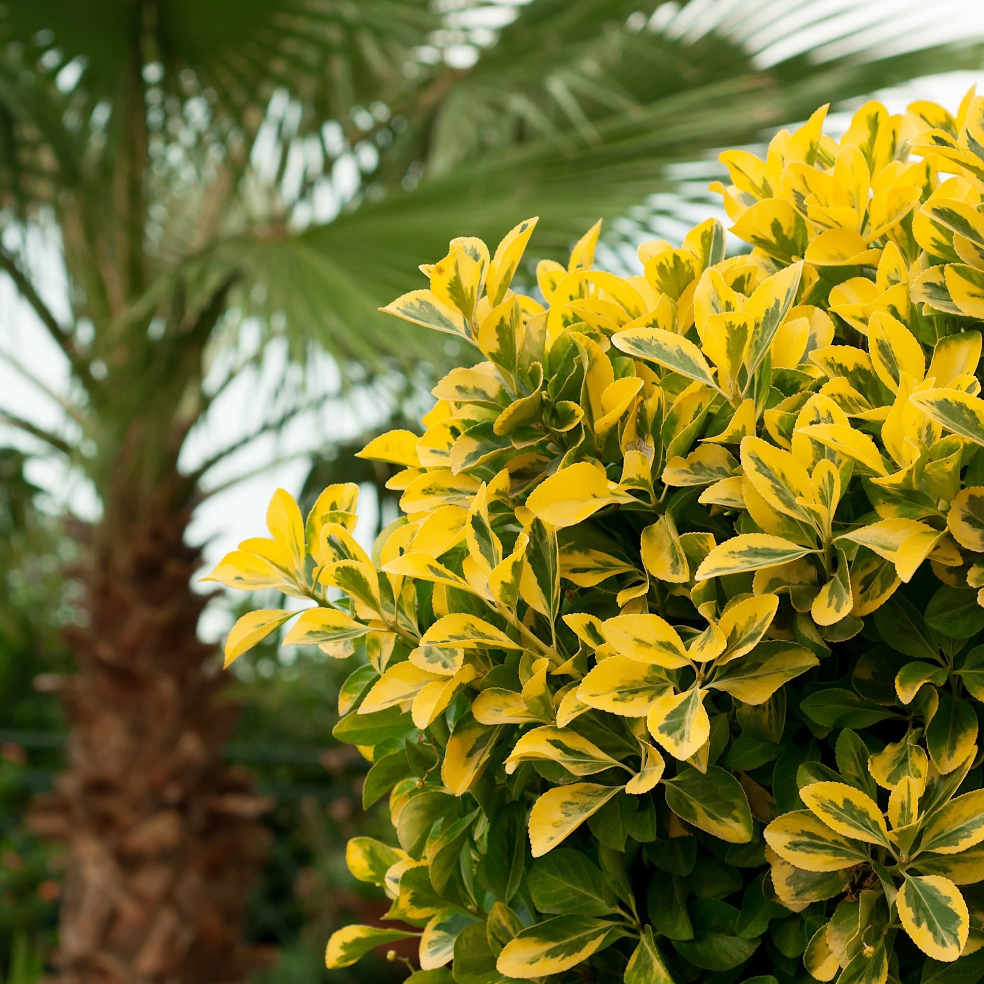 Buy Ligustrum oval aureum Plants - 3L Pots Delivered | Horticulture.co.uk