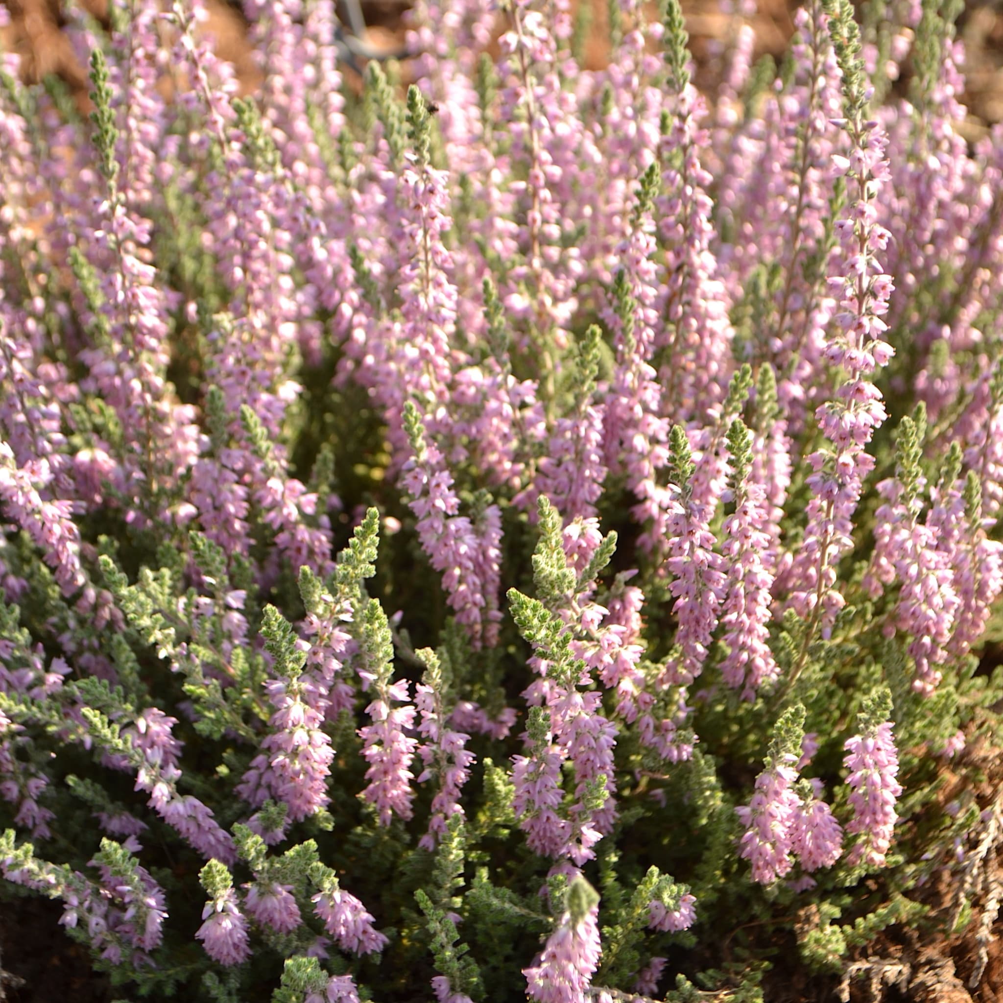 Calluna vulg. 'Silver Knight'