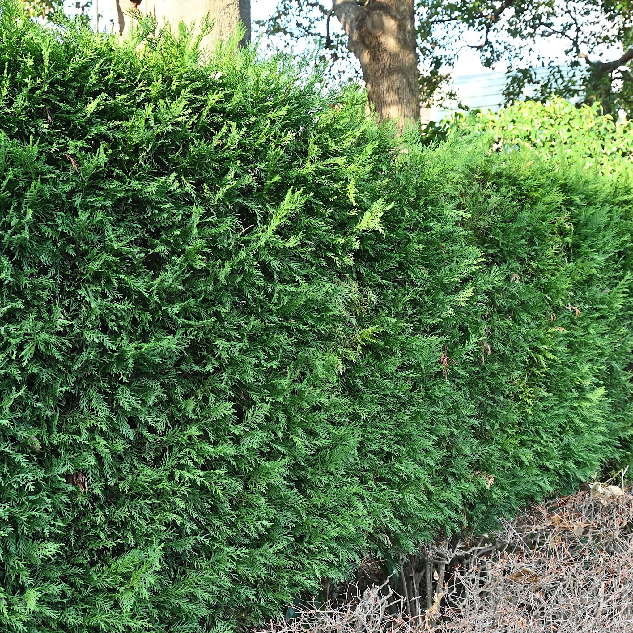 Cupressocyparis leylandii