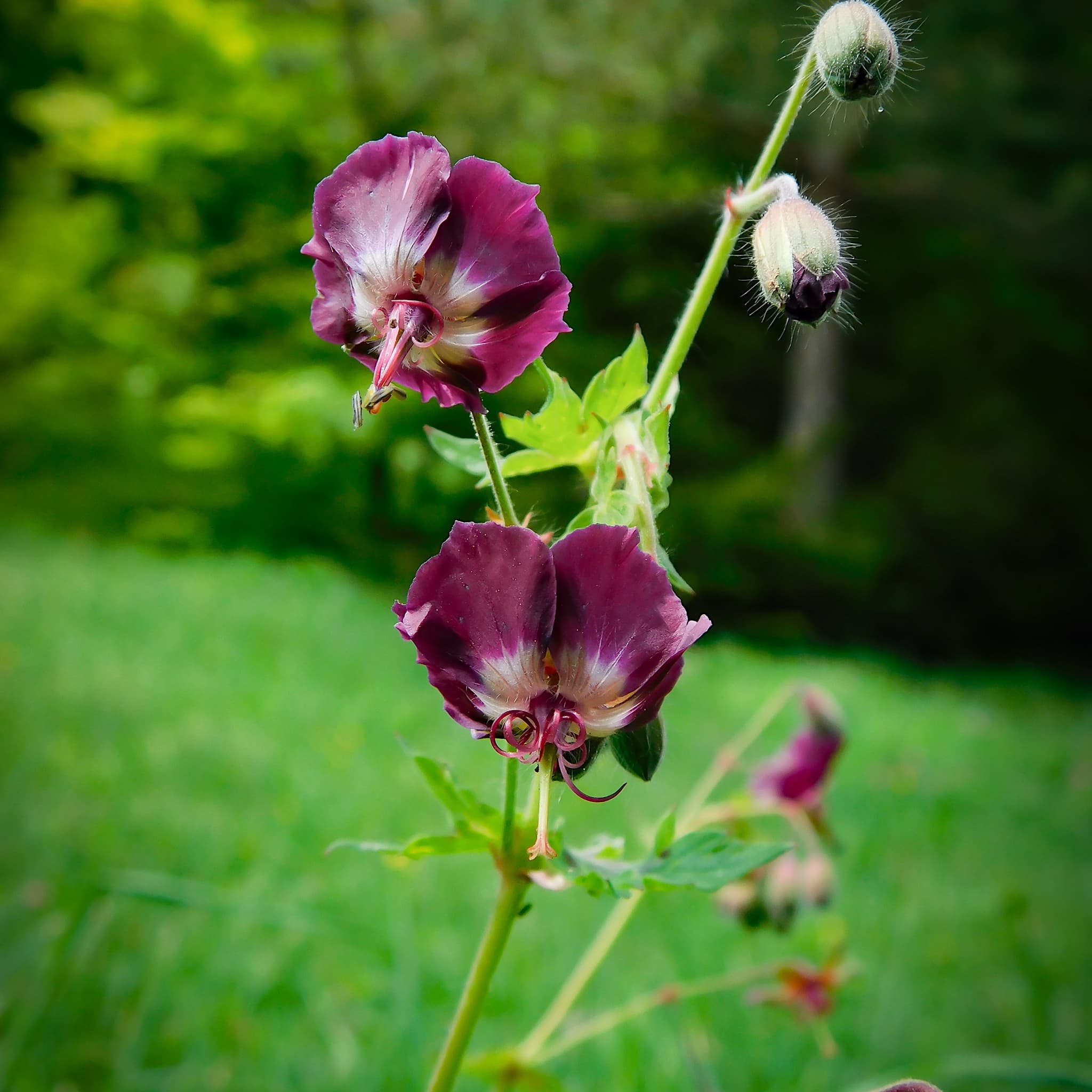 Geranium phaeum (Dark Pink)