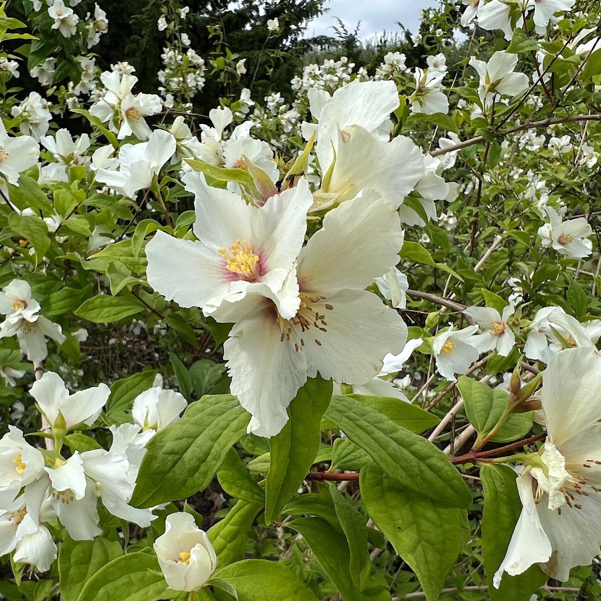 Philadelphus 'Belle Etoile'