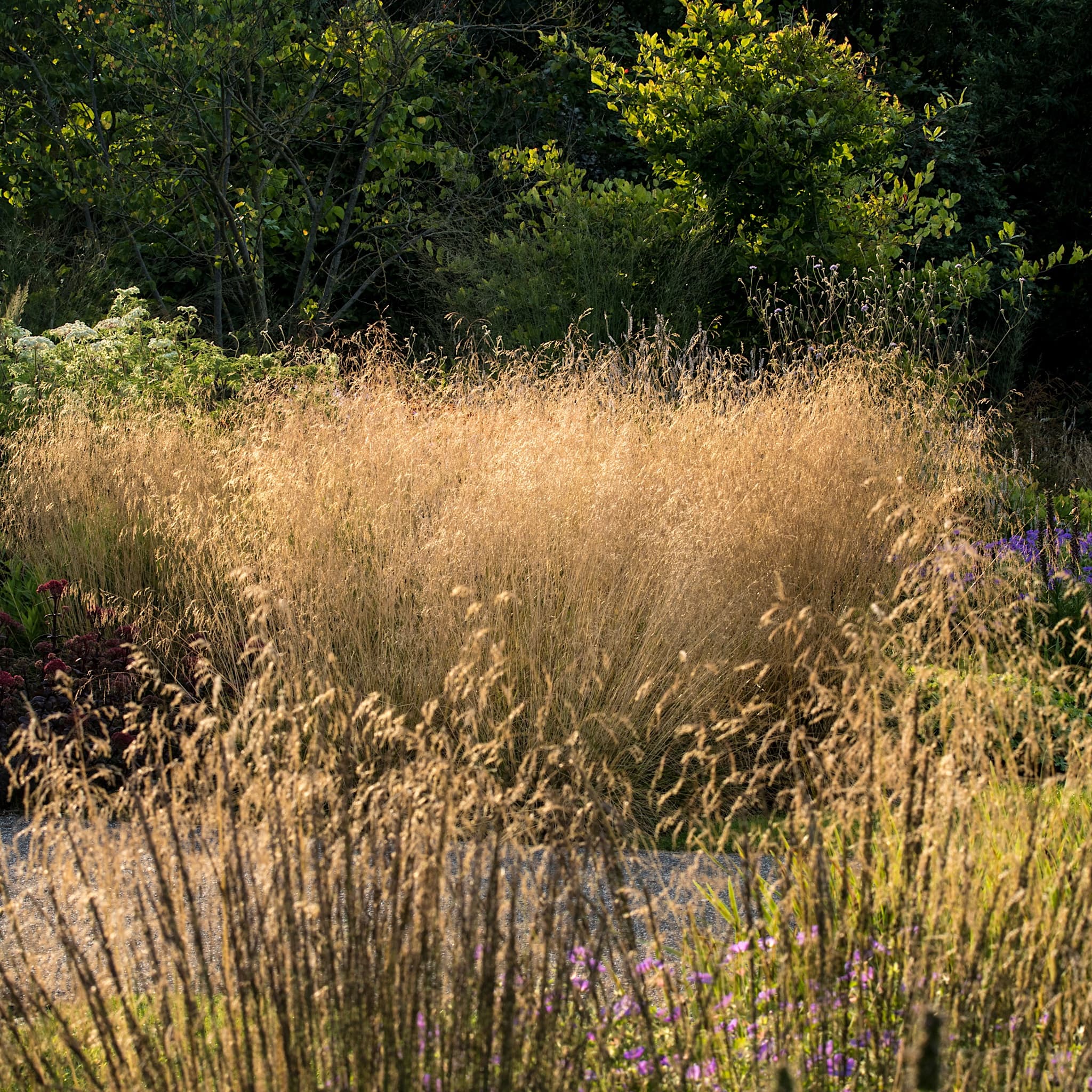 Deschampsia cesp. 'Goldtau'