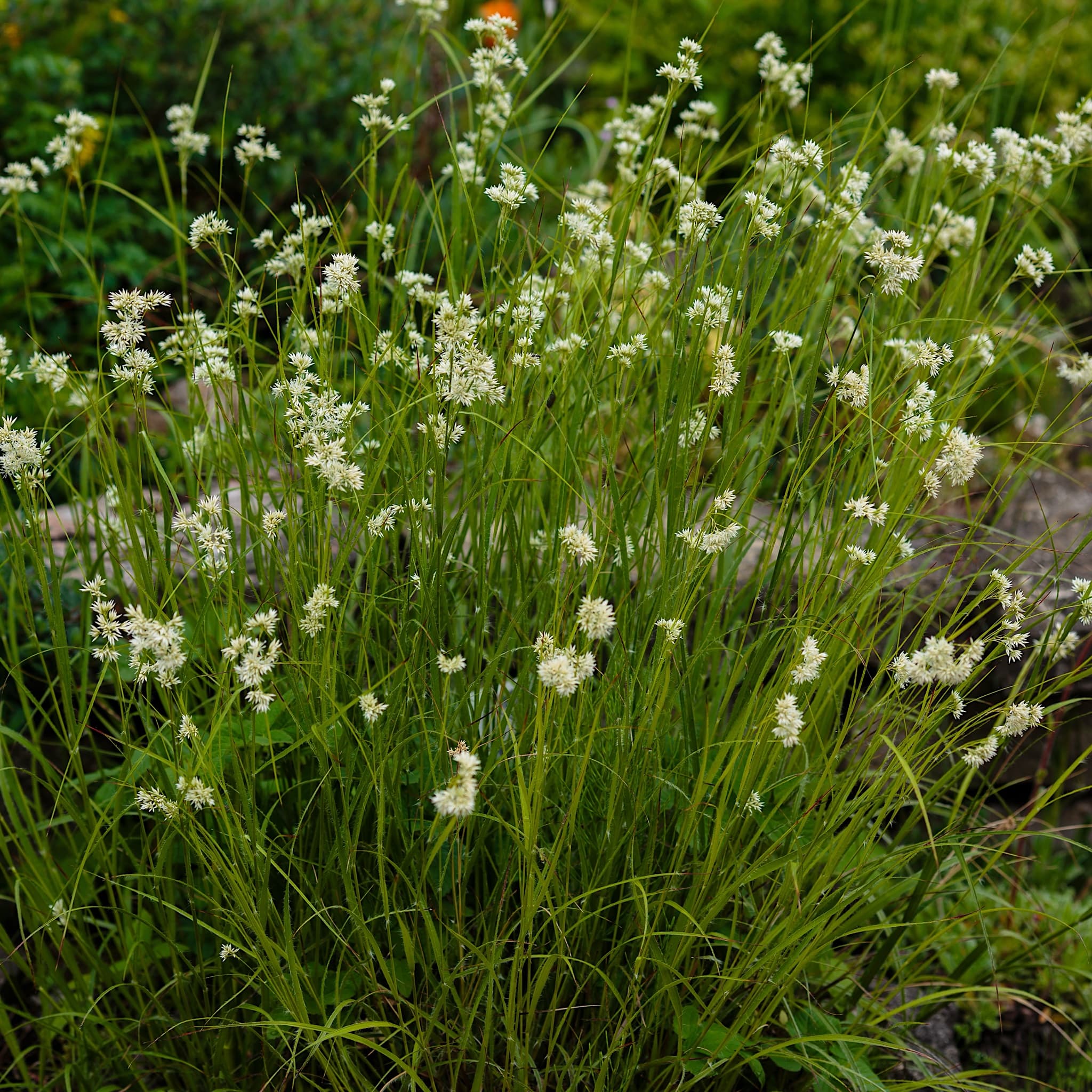 Luzula nivea