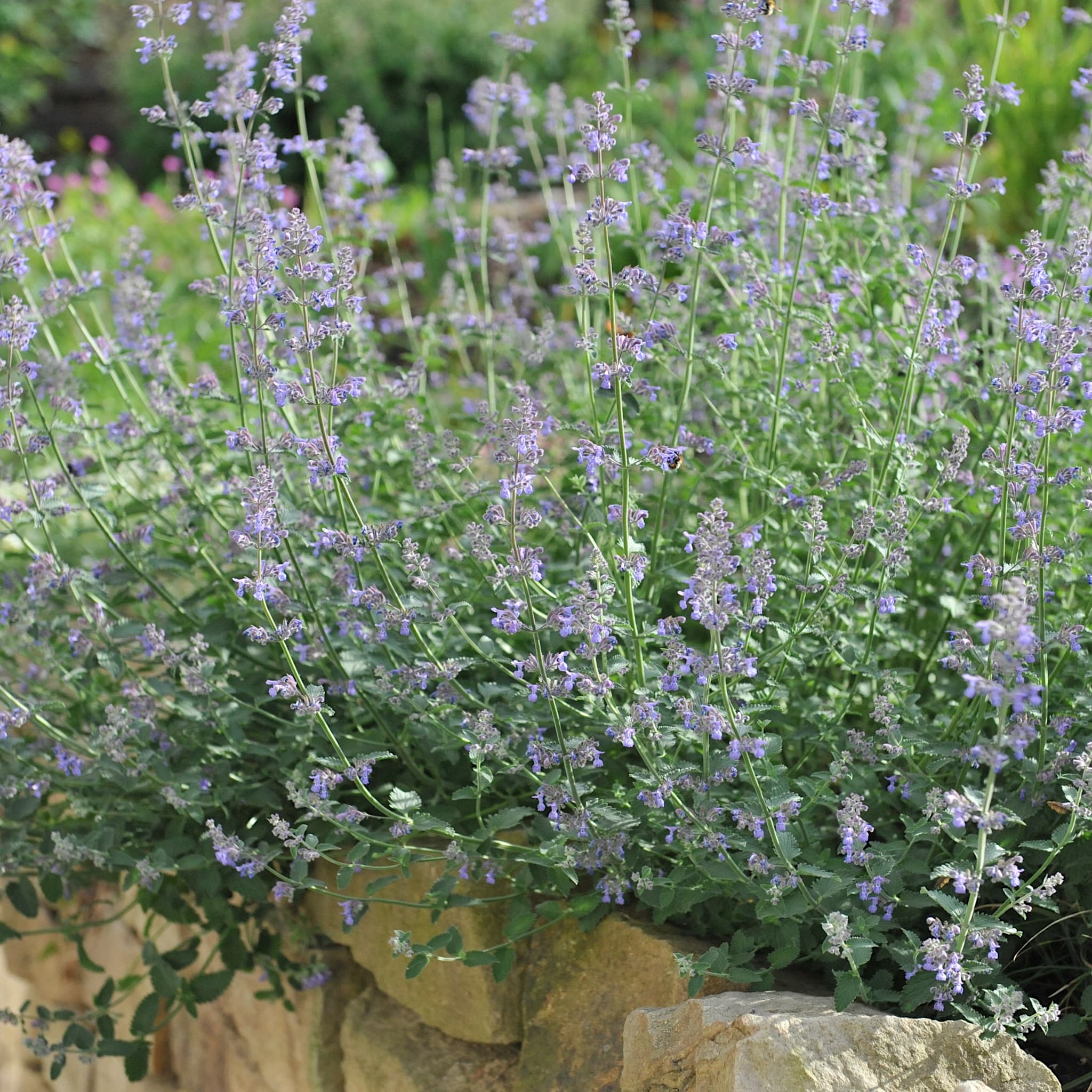 Nepeta 'Six Hills Giant'