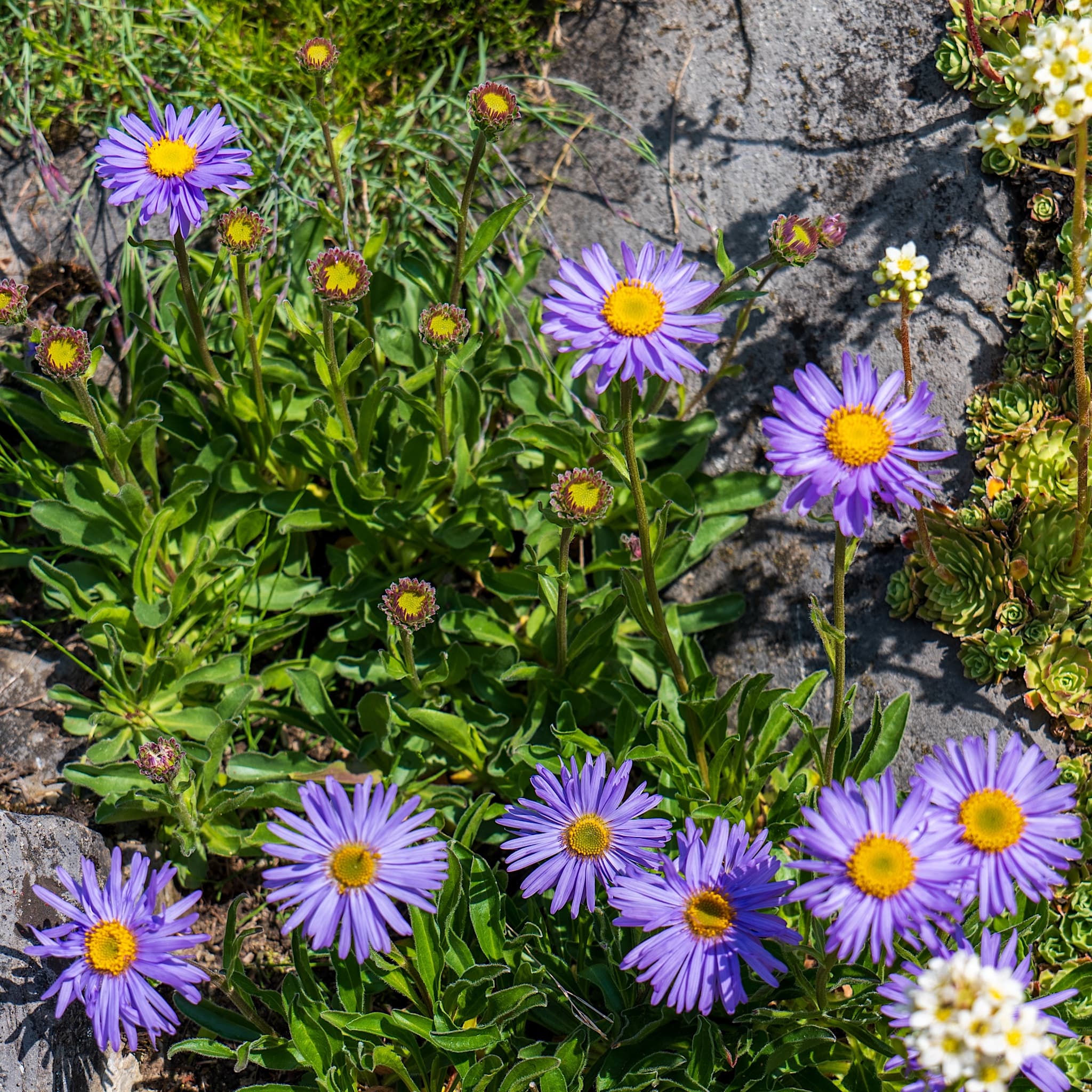 Aster alpinus