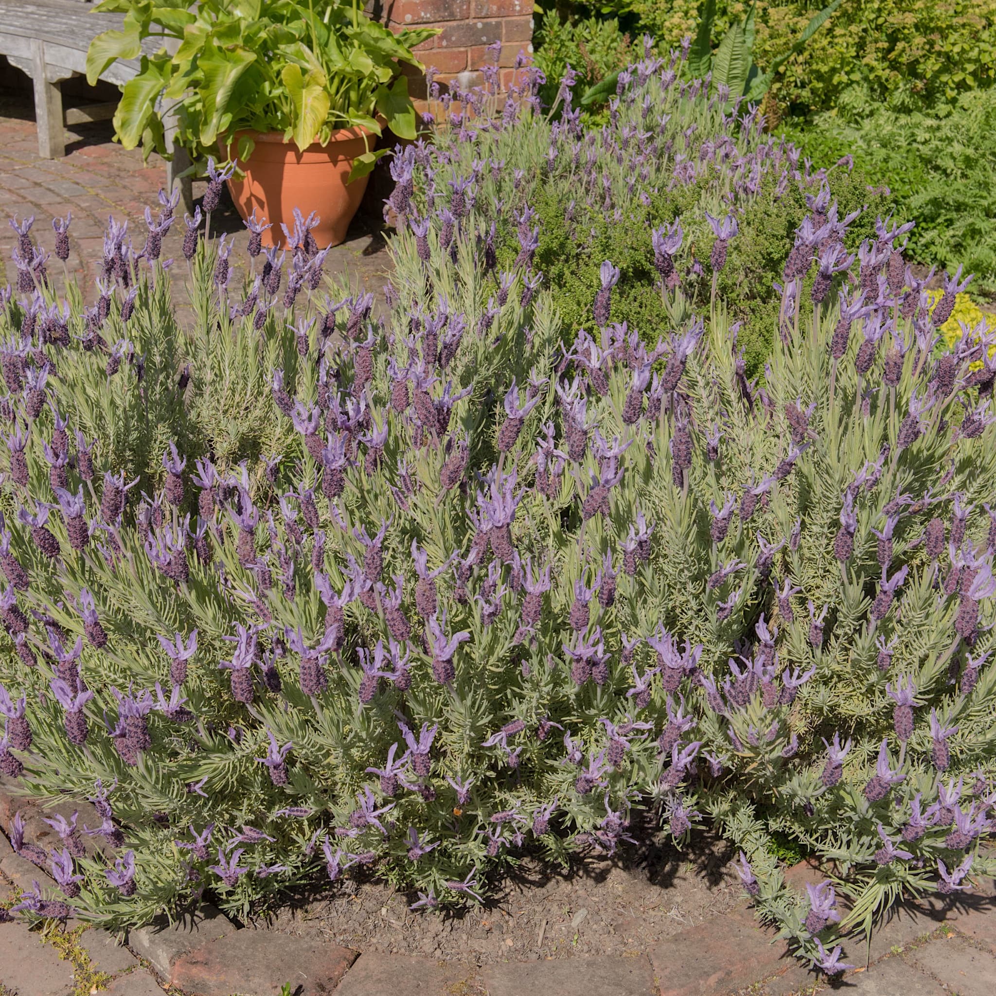 Buy Lavandula Sto Victory Plants 2L Pots Delivered Horticulture buy-lavandula-sto-victory-plants-2l-pots-delivered-horticulture