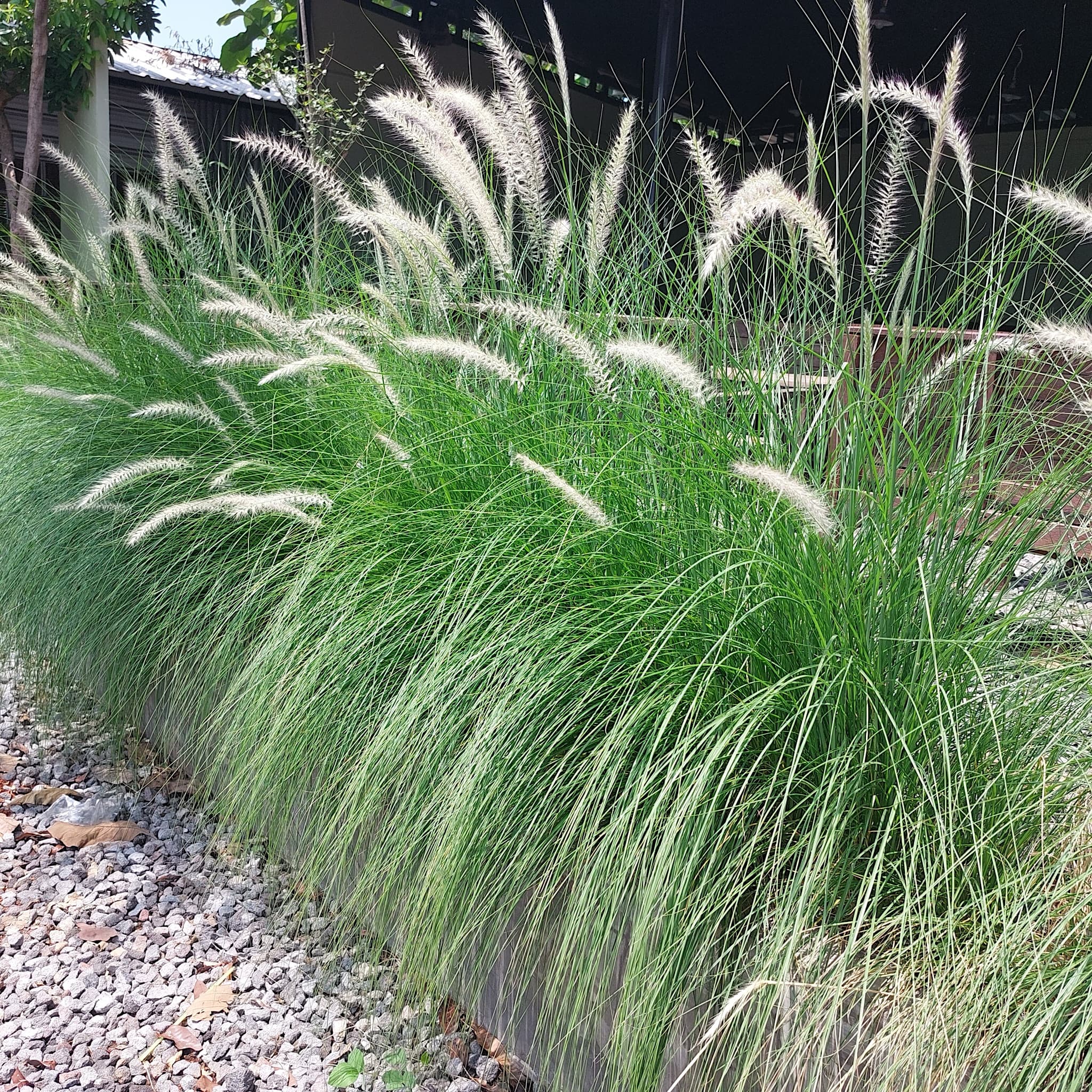 Pennisetum alop. 'Little Bunny'