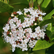 Viburnum tinus