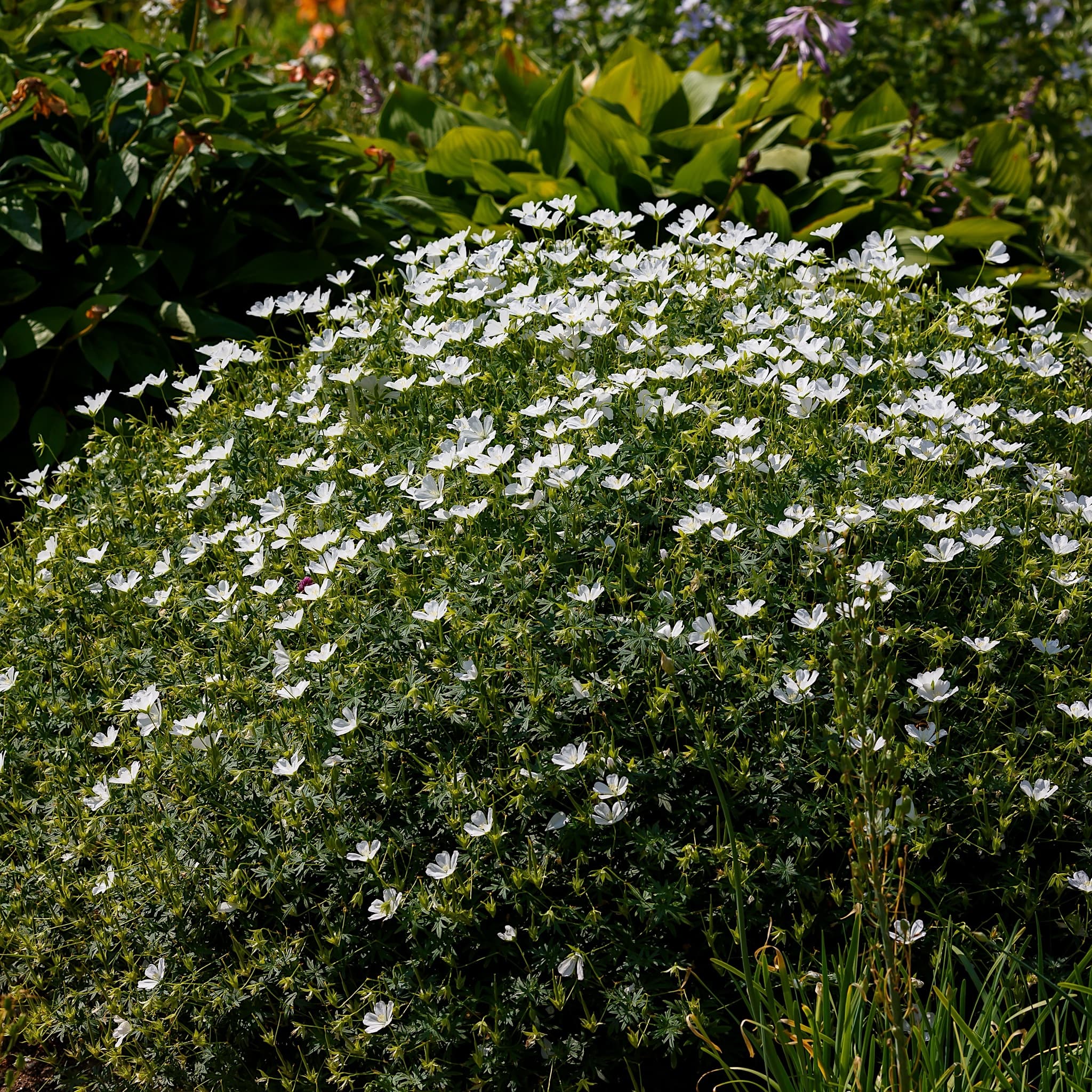 Geranium sang. 'Album' (White)