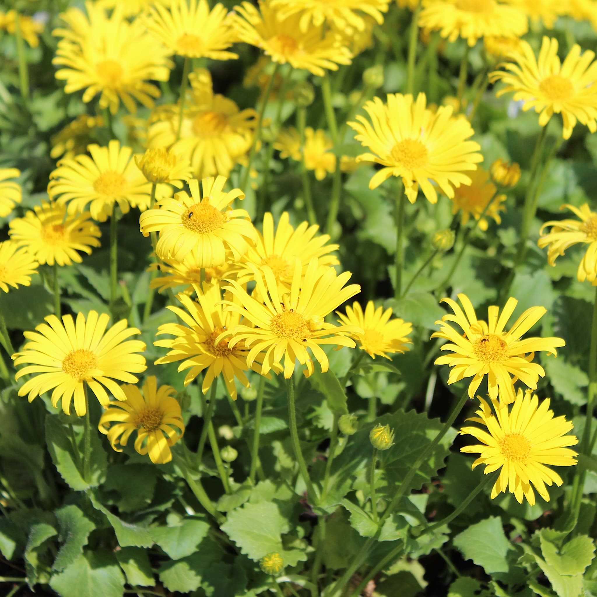 Doronicum 'Little Leo'