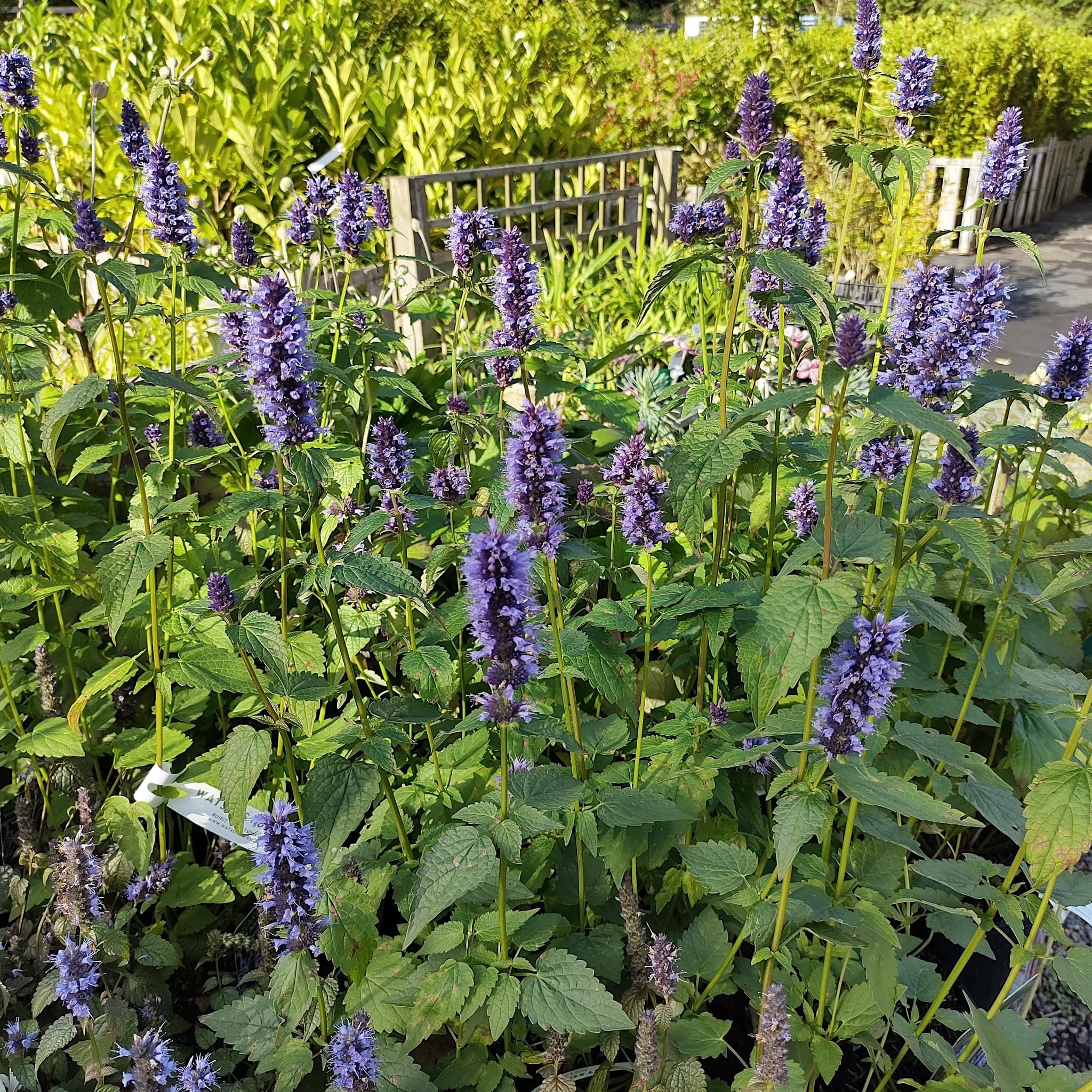 Agastache 'Black Adder'