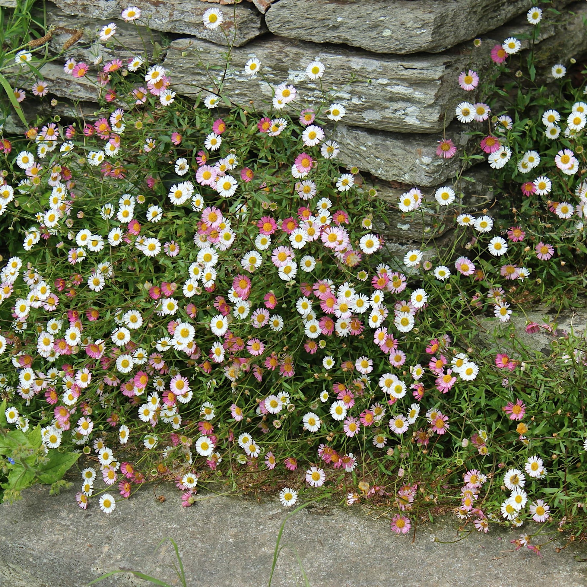 Erigeron karvinskianus
