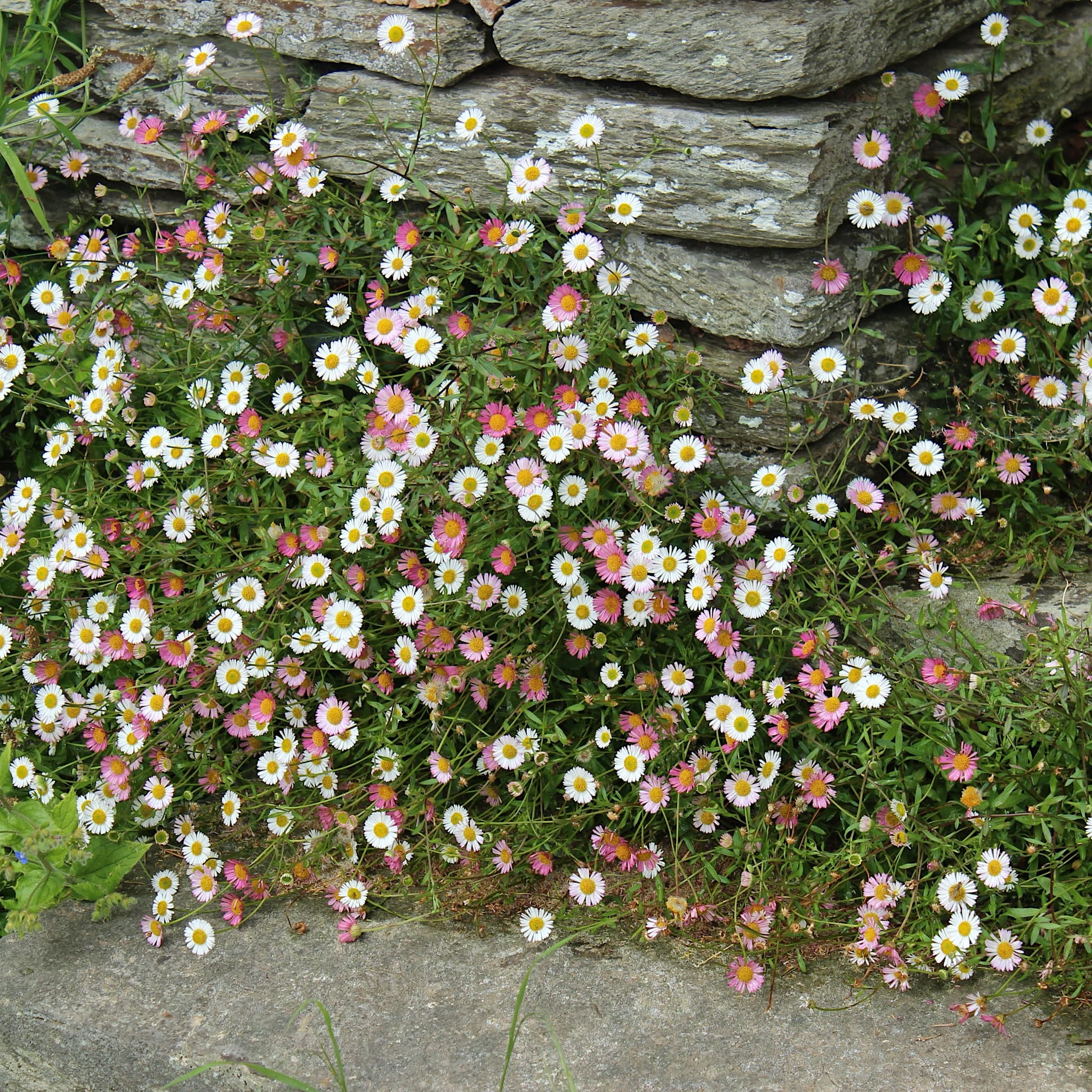 Erigeron karvinskianus