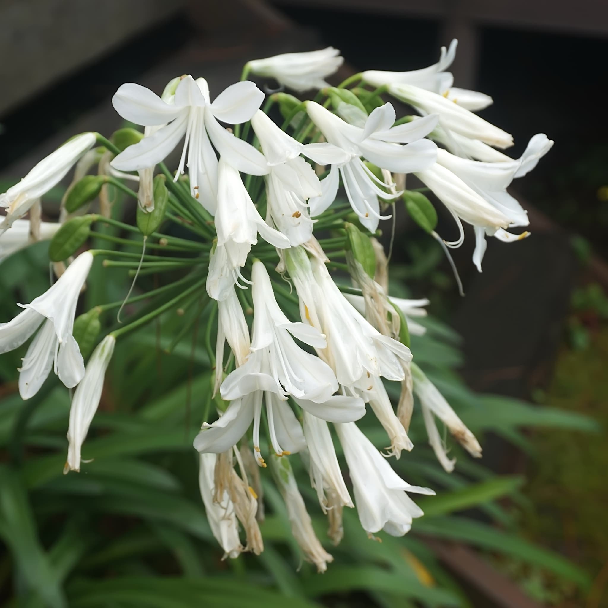 Agapanthus 'Polar Ice'
