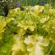Heuchera 'Lime Marmalade'