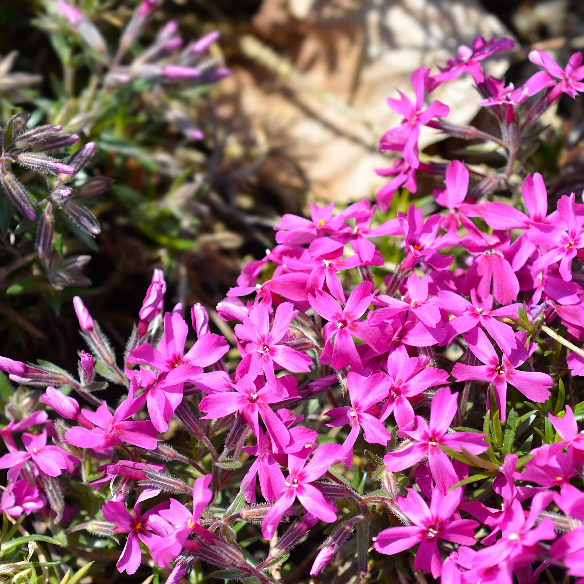 Phlox (S) 'Atropurpurea'