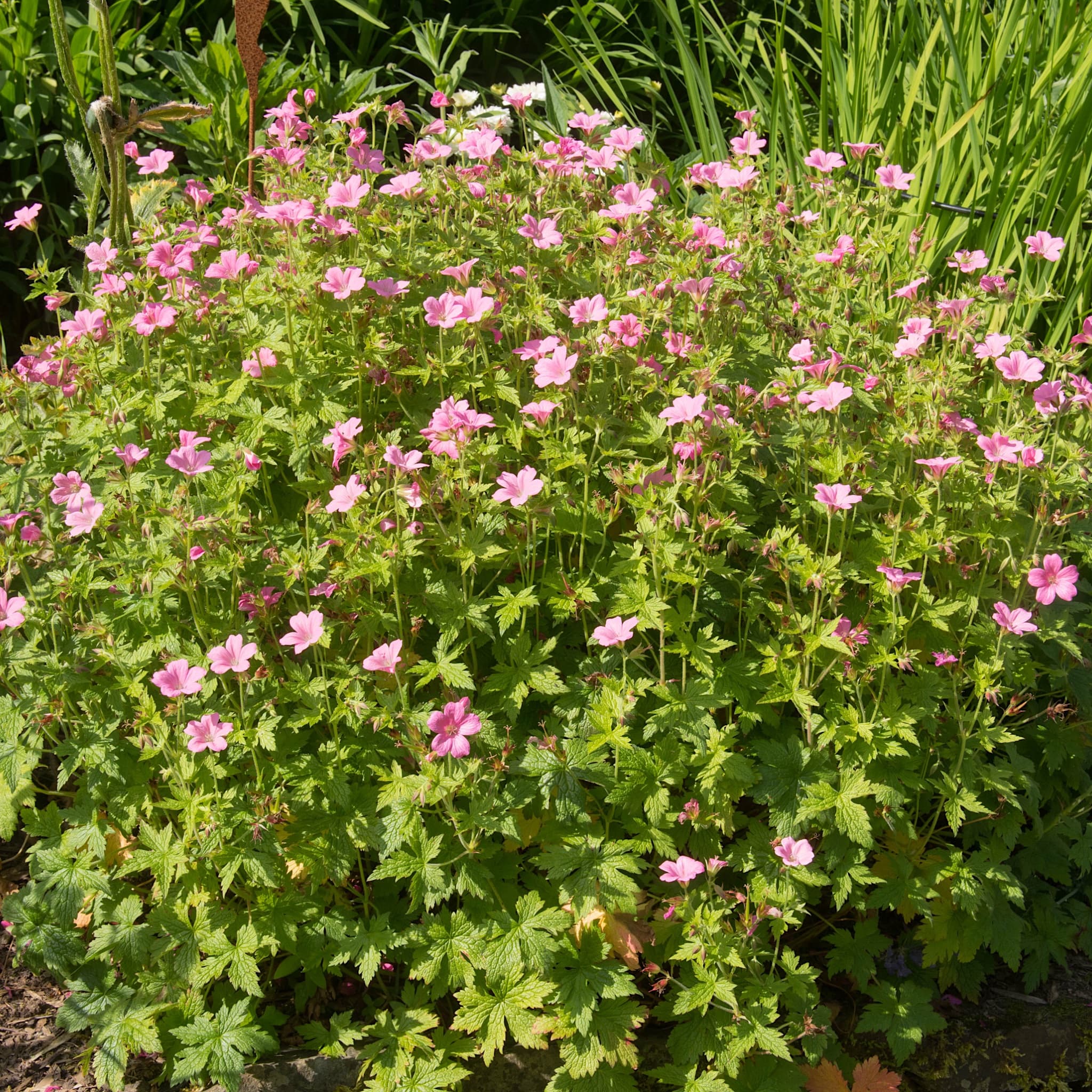 Geranium endr. 'Wargrave Pink'