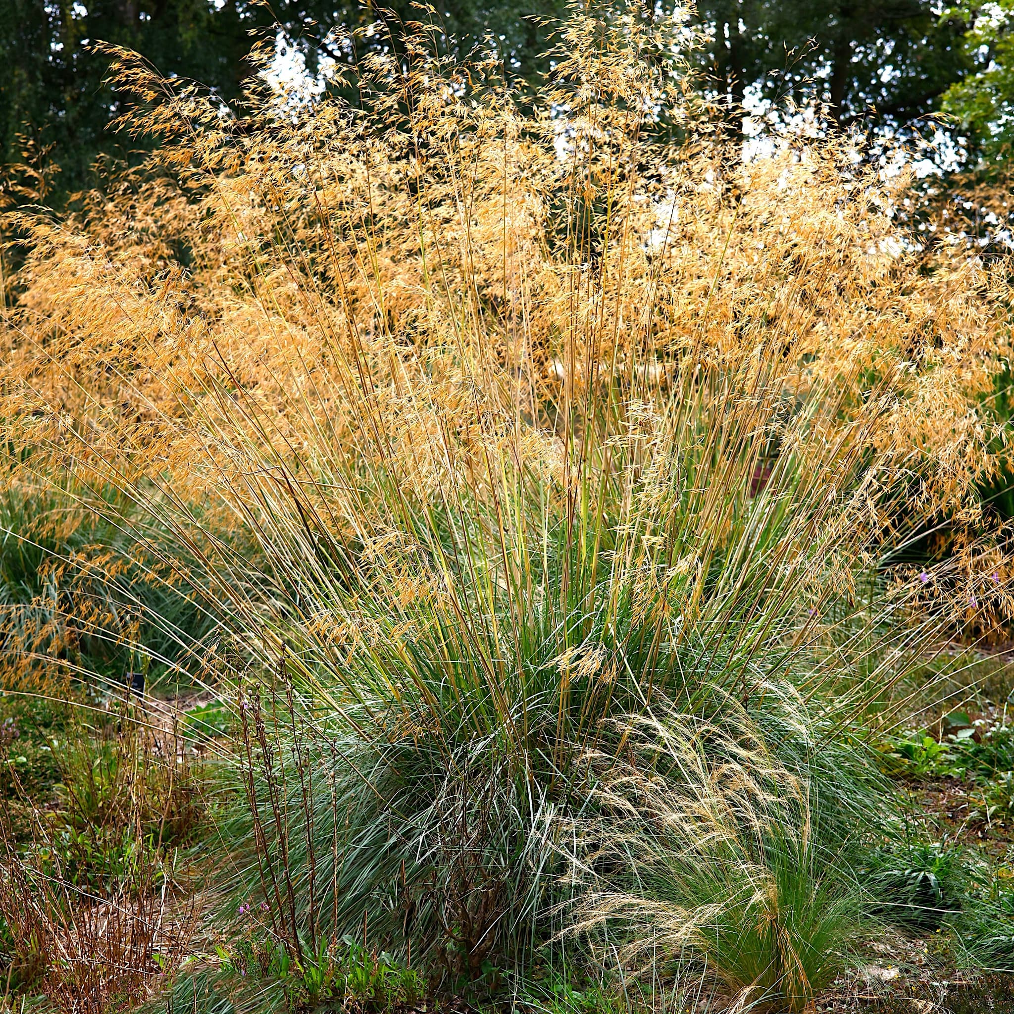 Stipa gigantea