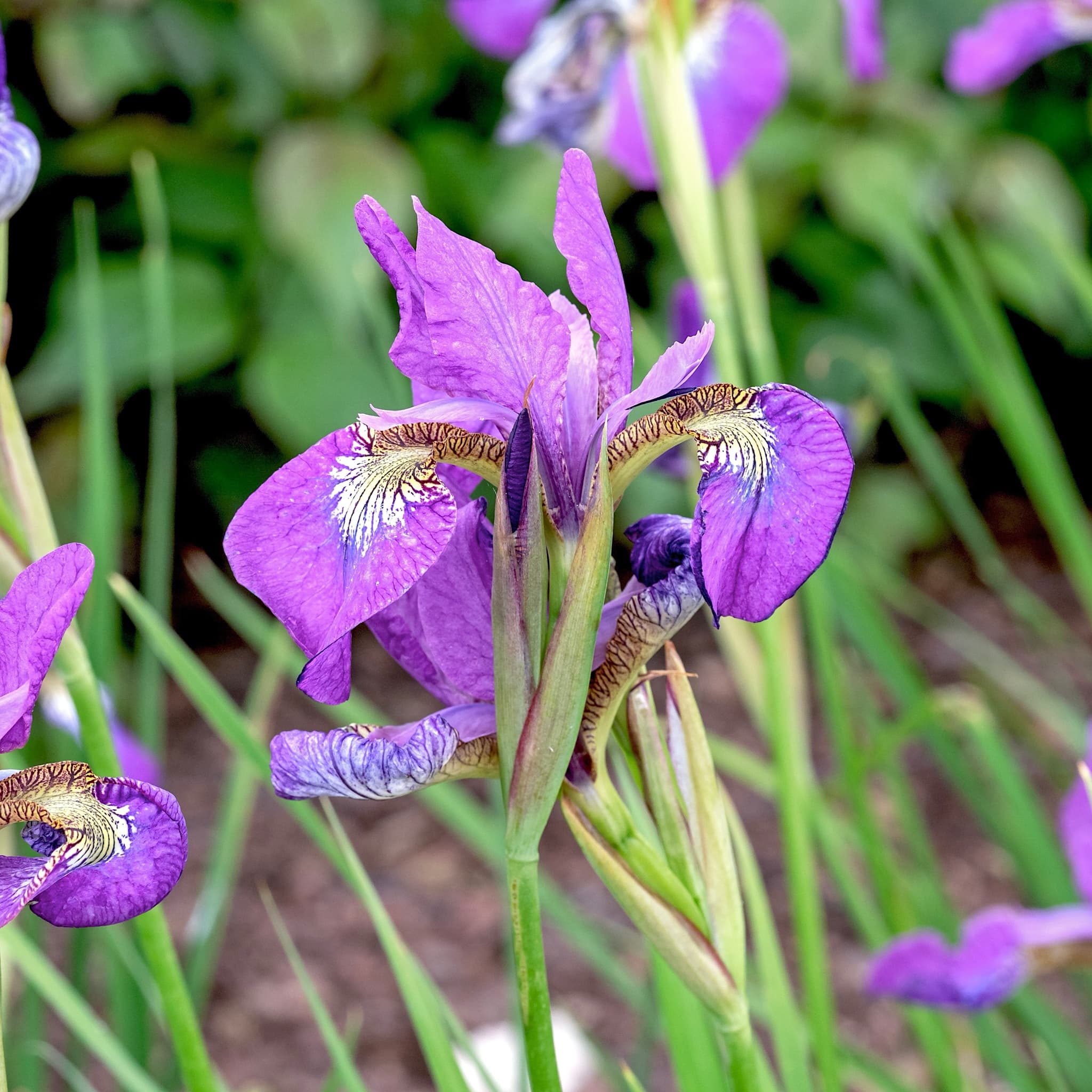 Iris sib. 'Sparkling Rose'