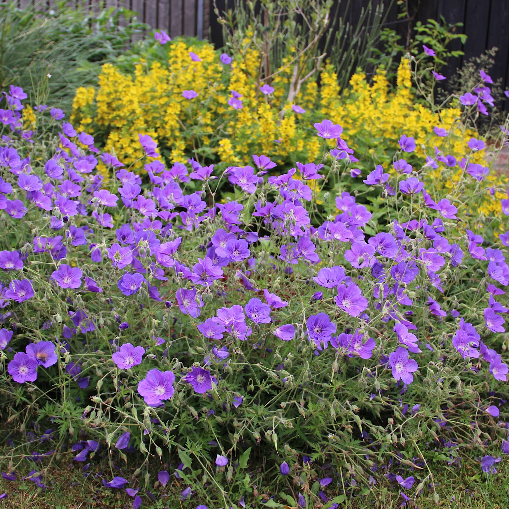 Geranium 'Rozanne'
