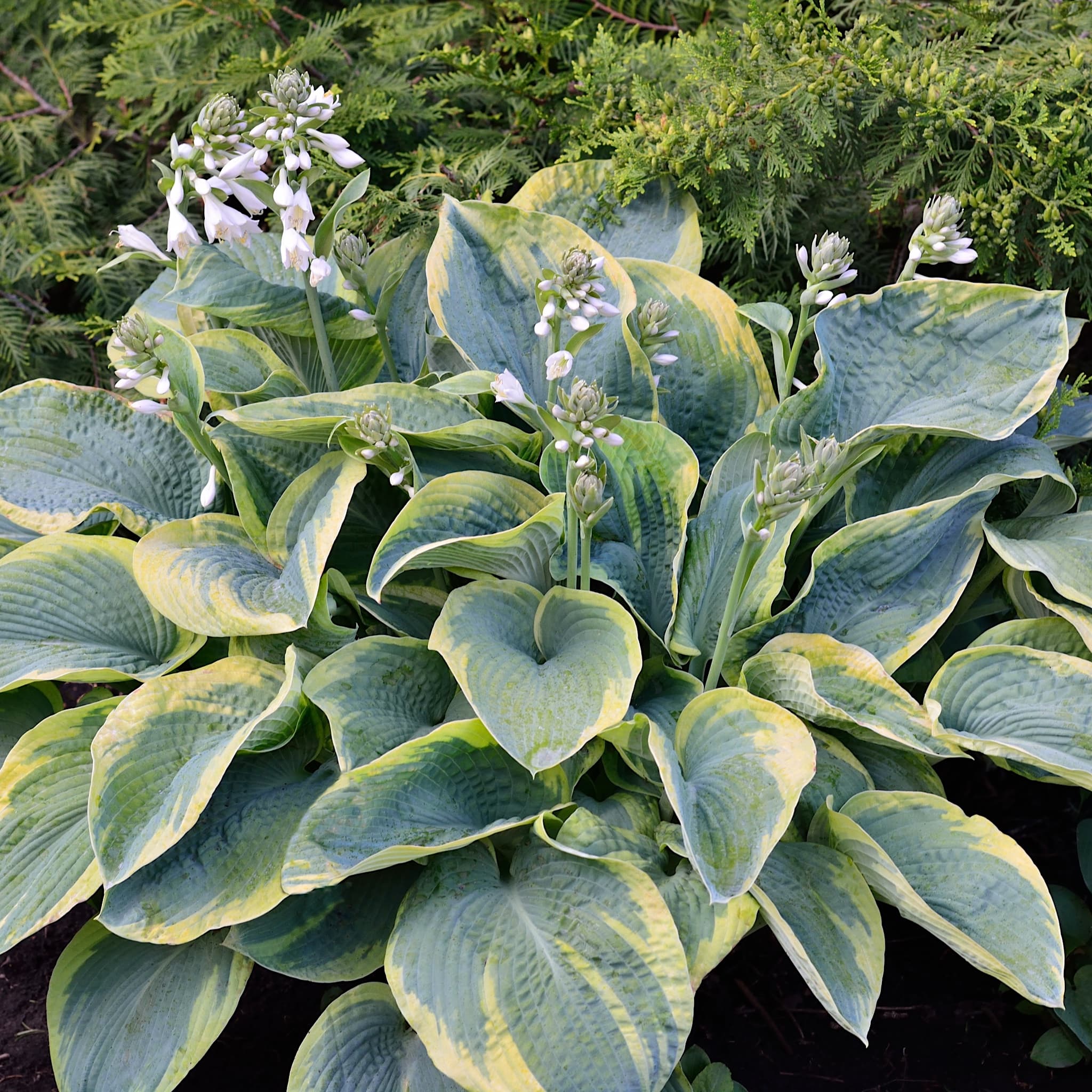 Buy Hosta Sieb Frances Williams Plants 2L Pots Delivered buy-hosta-sieb-frances-williams-plants-2l-pots-delivered