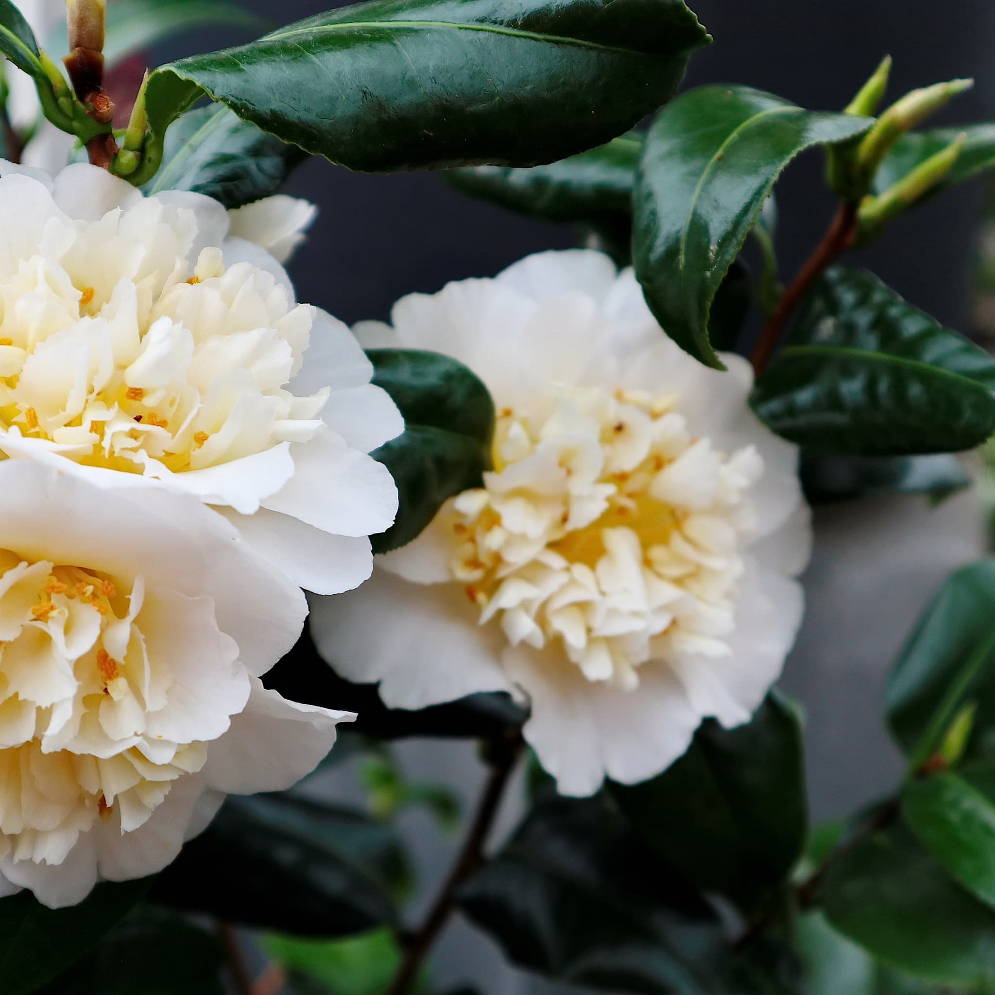 Camellia 'Jury's Yellow'