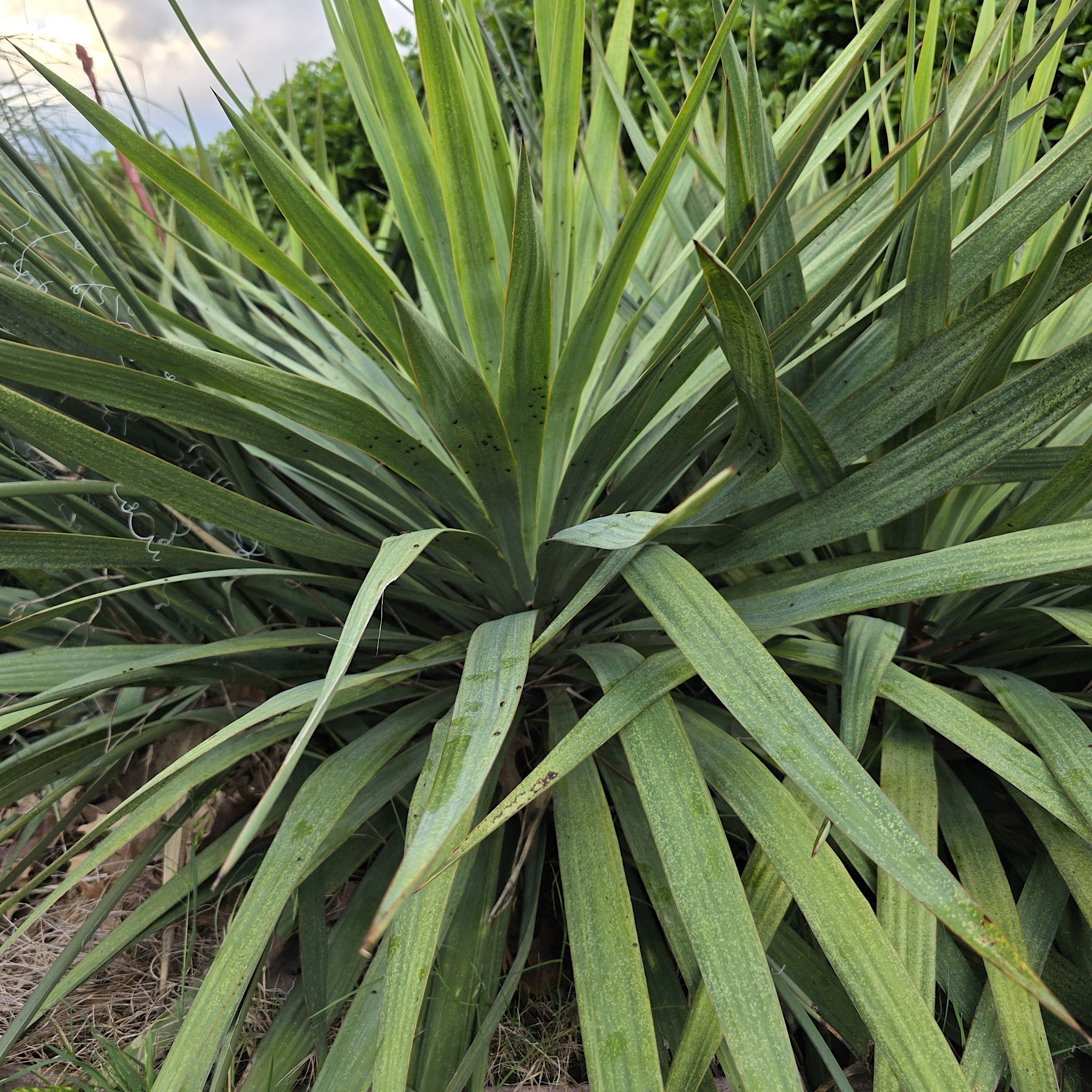 Cordyline australis