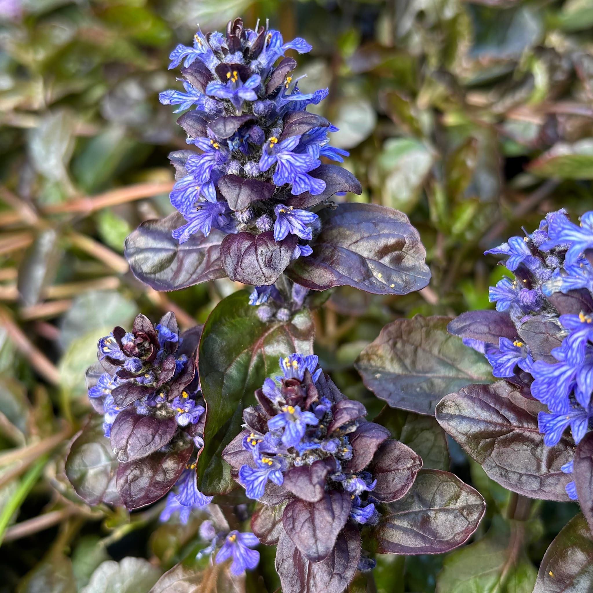Ajuga reptans 'Catlin's Giant'