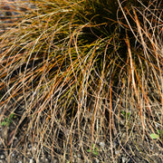 Carex testacea 'Prairie Fire'