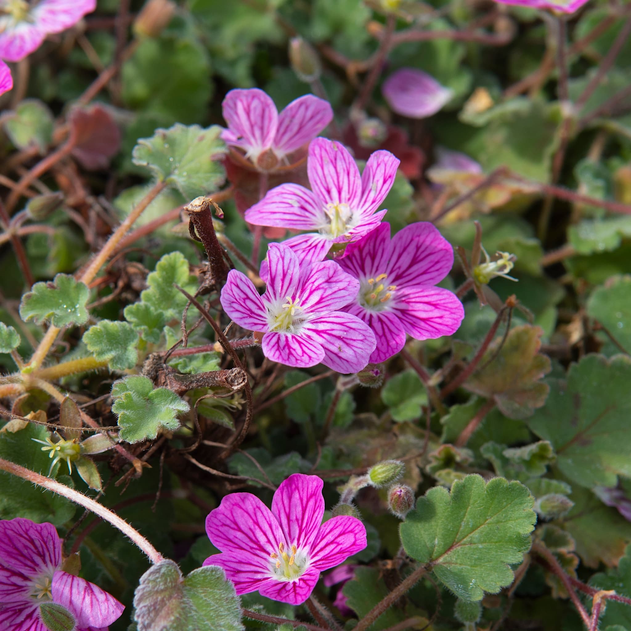 Erodium variabile 'Bishop's Form'