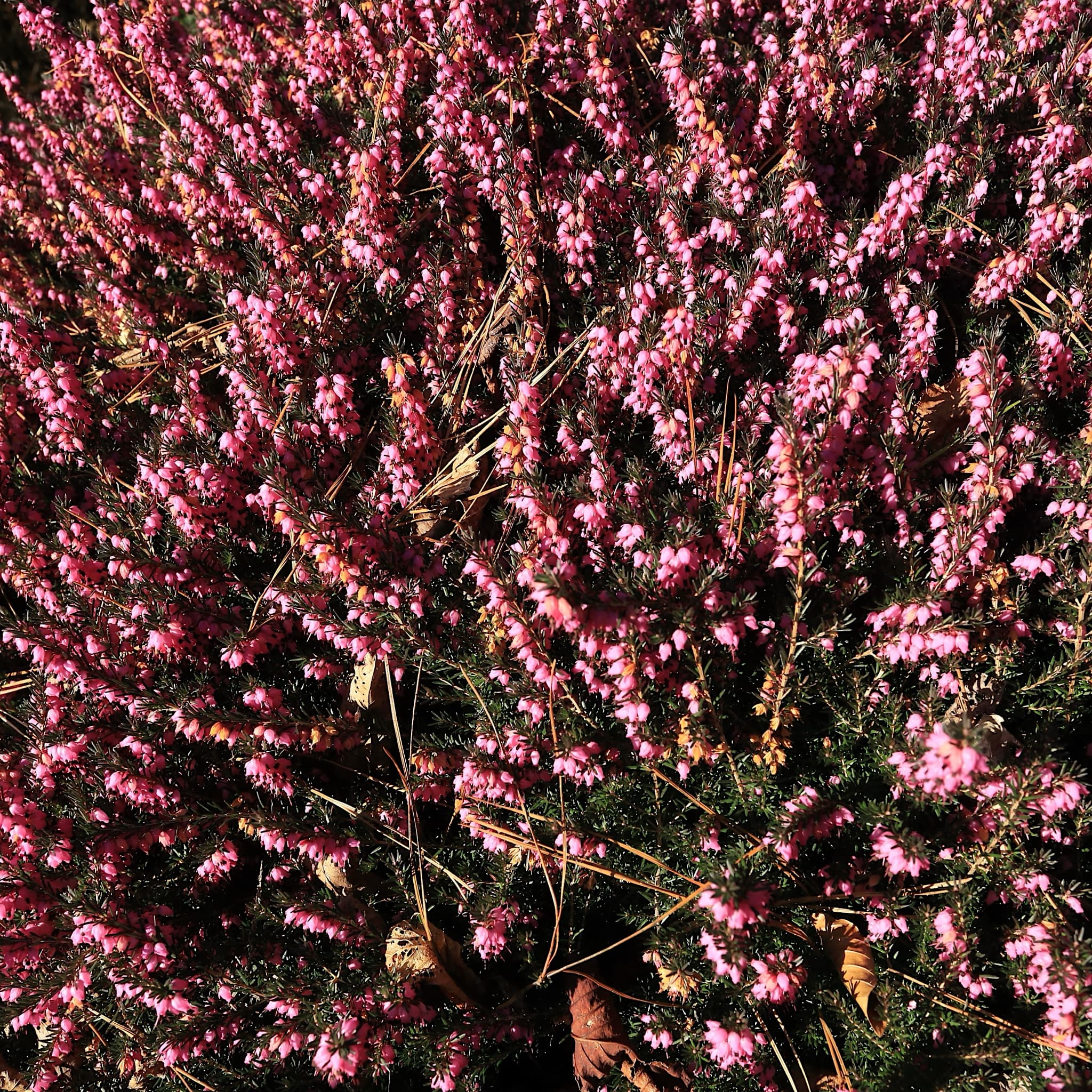Erica carnea 'Springwood Pink'