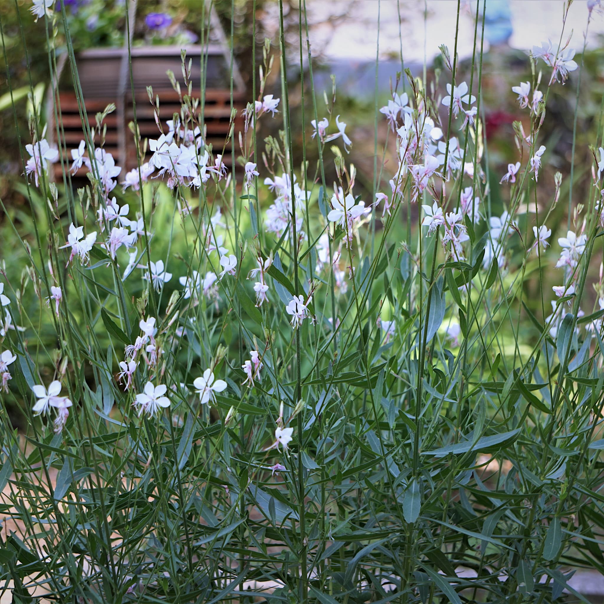 Gaura lind. 'Whirling Butterflies'