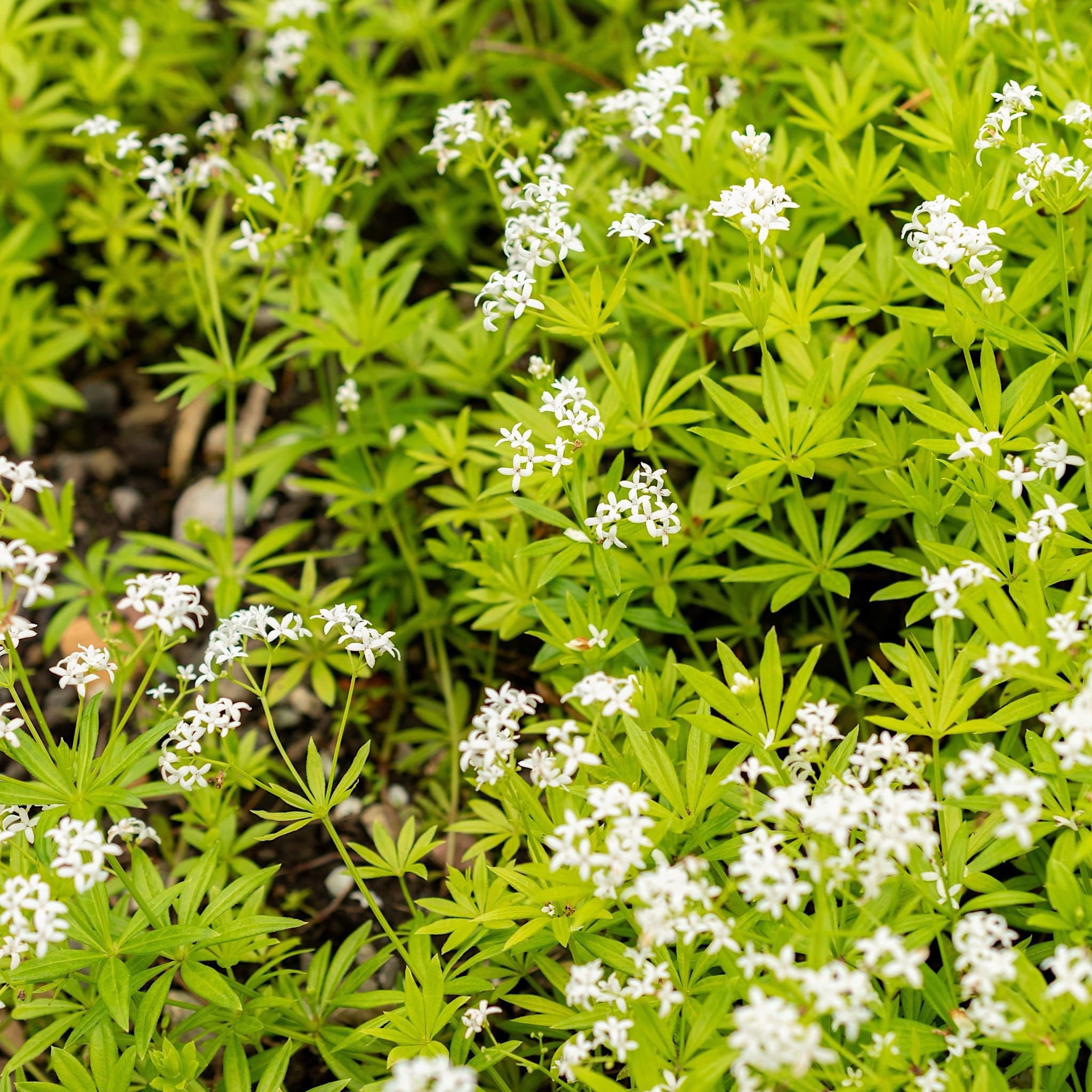 Galium odoratum