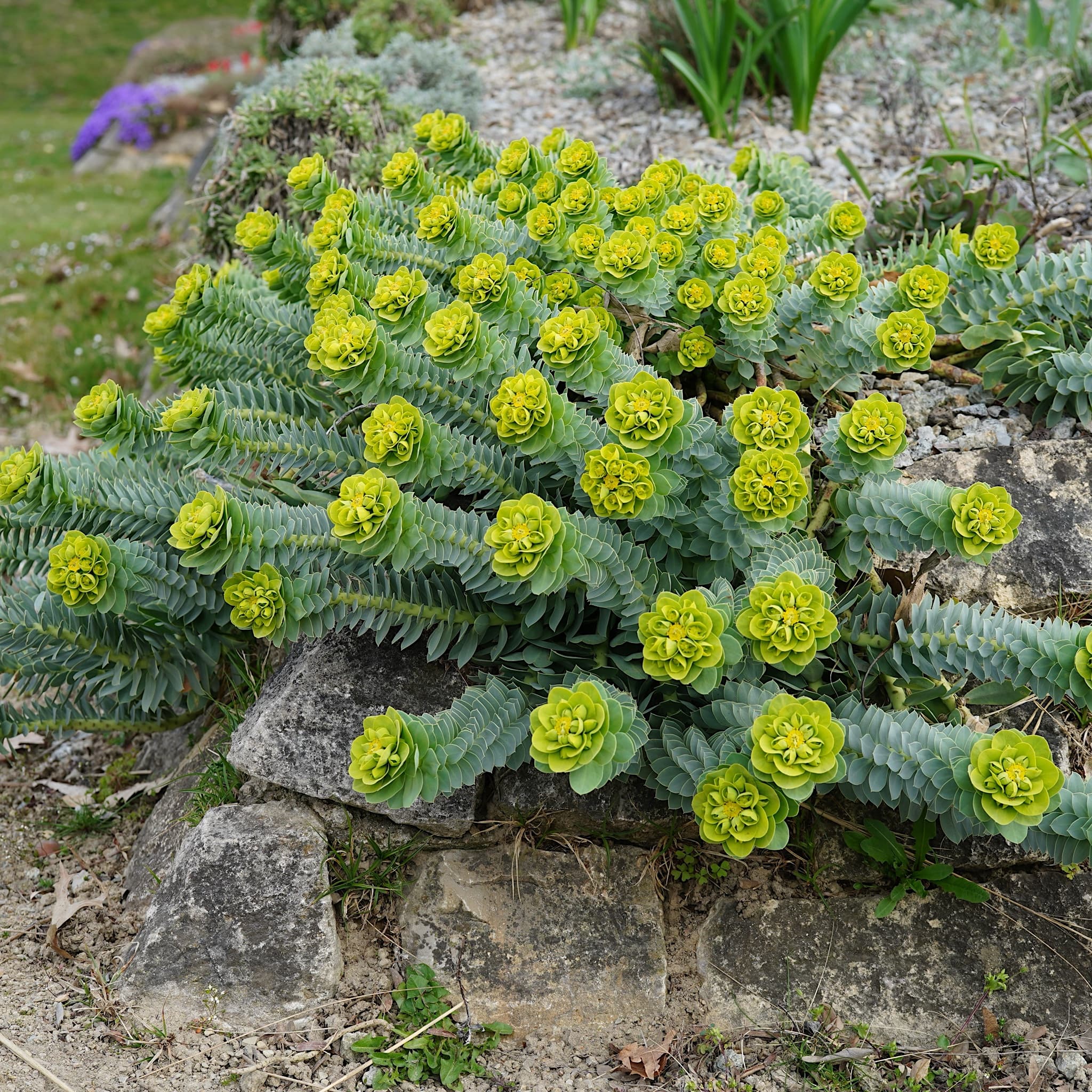 Euphorbia myrsinites