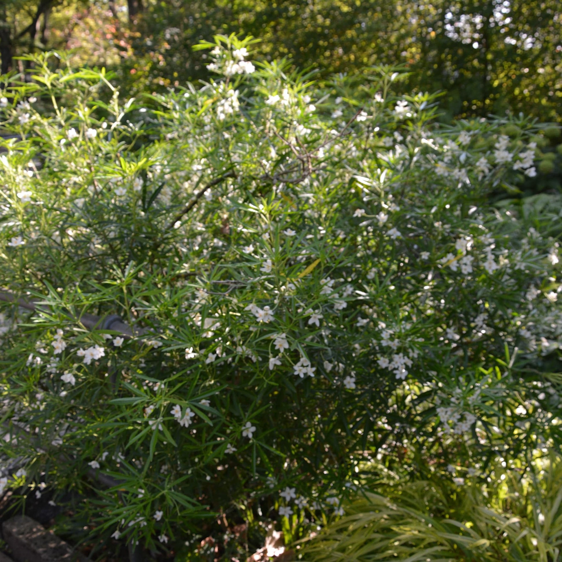 Choisya 'Aztec Pearl'