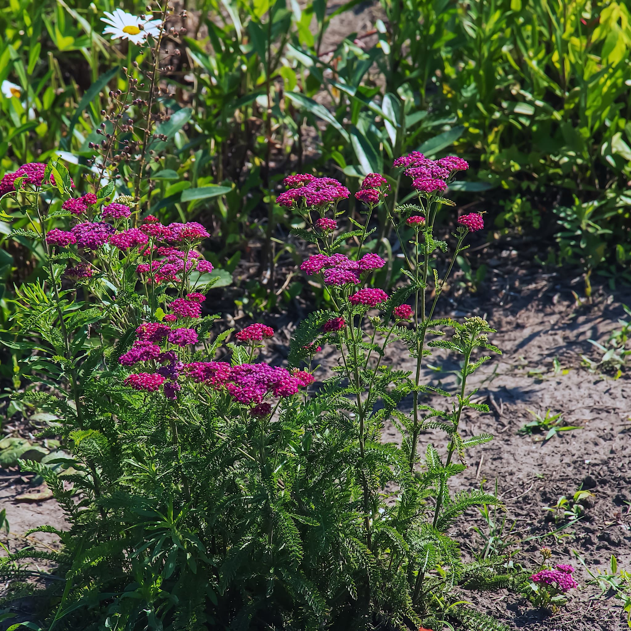 Achillea mill. 'Cerise Queen'