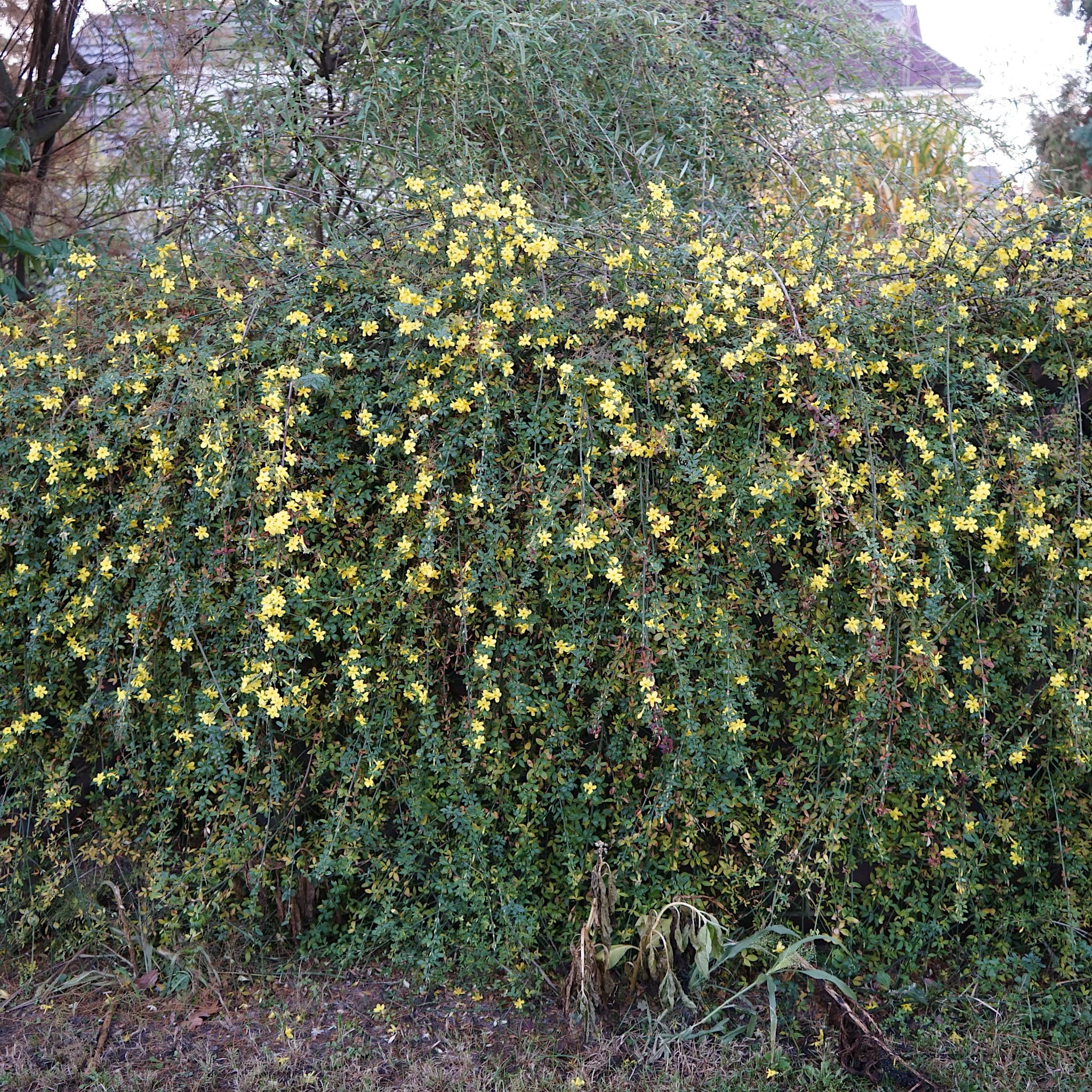 Jasminum nudiflorum