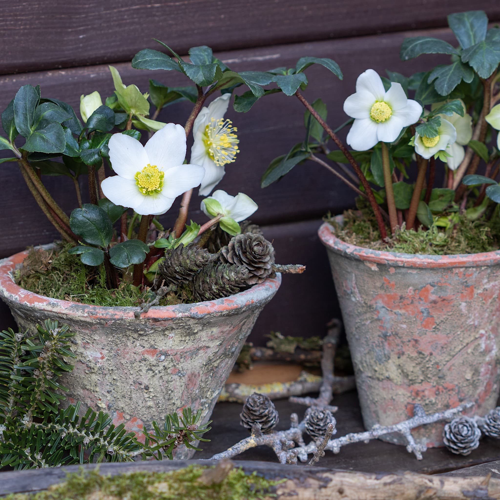 Helleborus niger