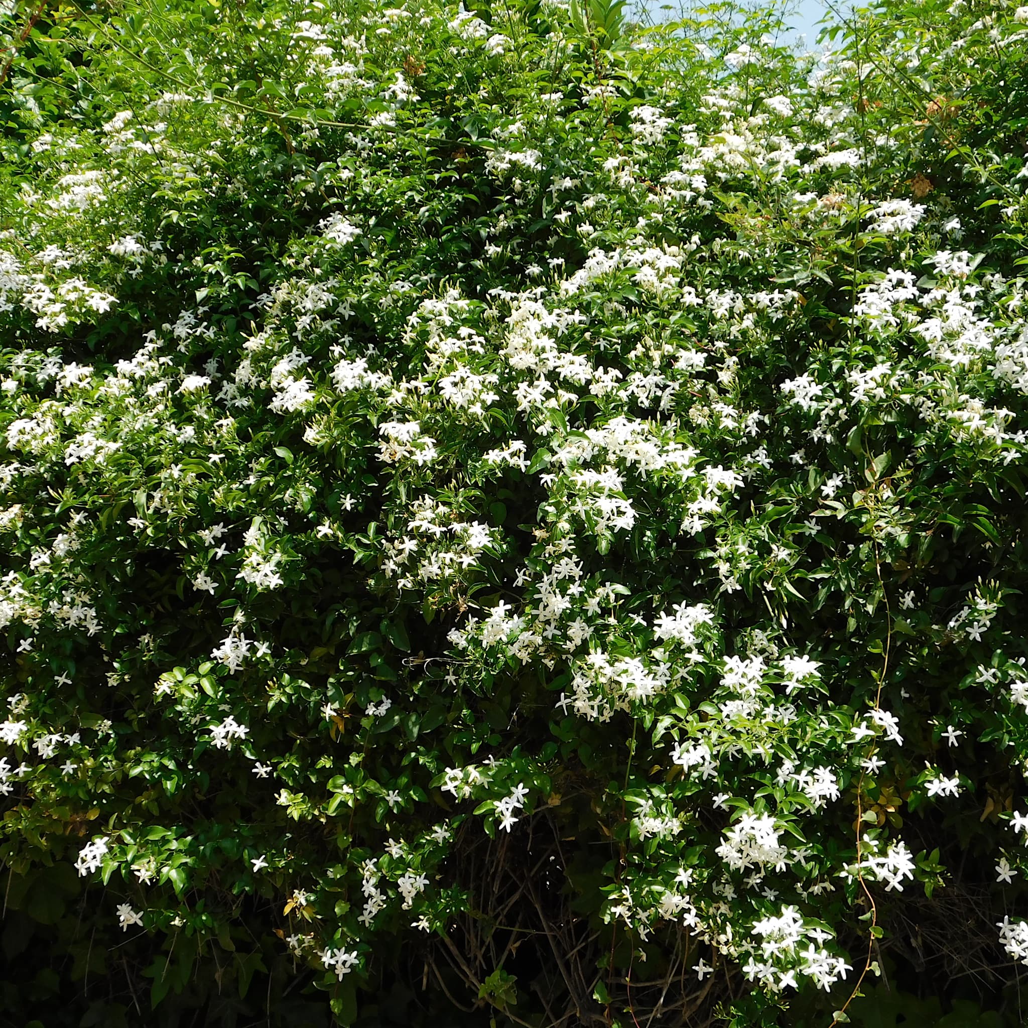 Jasminum officinale