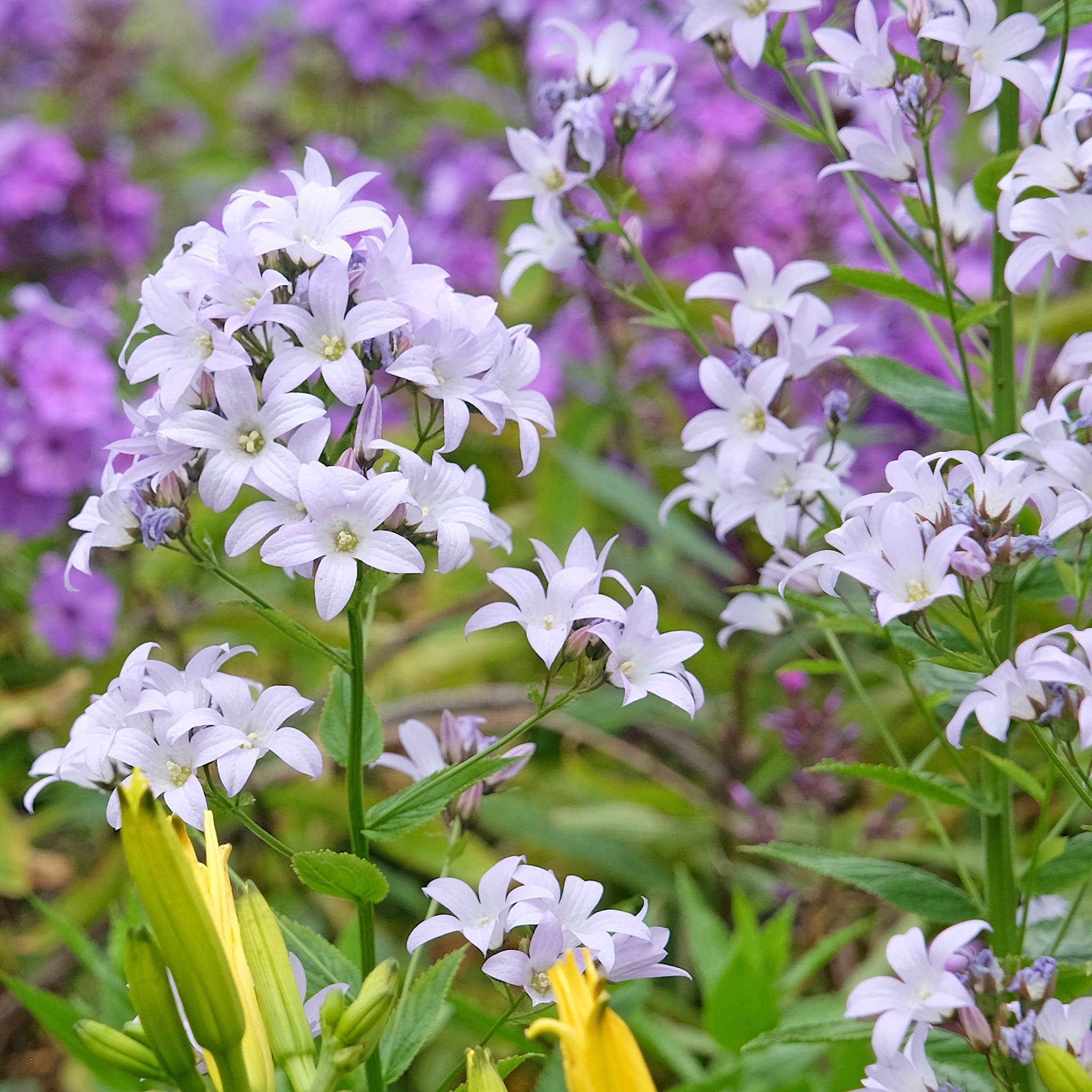 Campanula lact. 'Loddon Anna'