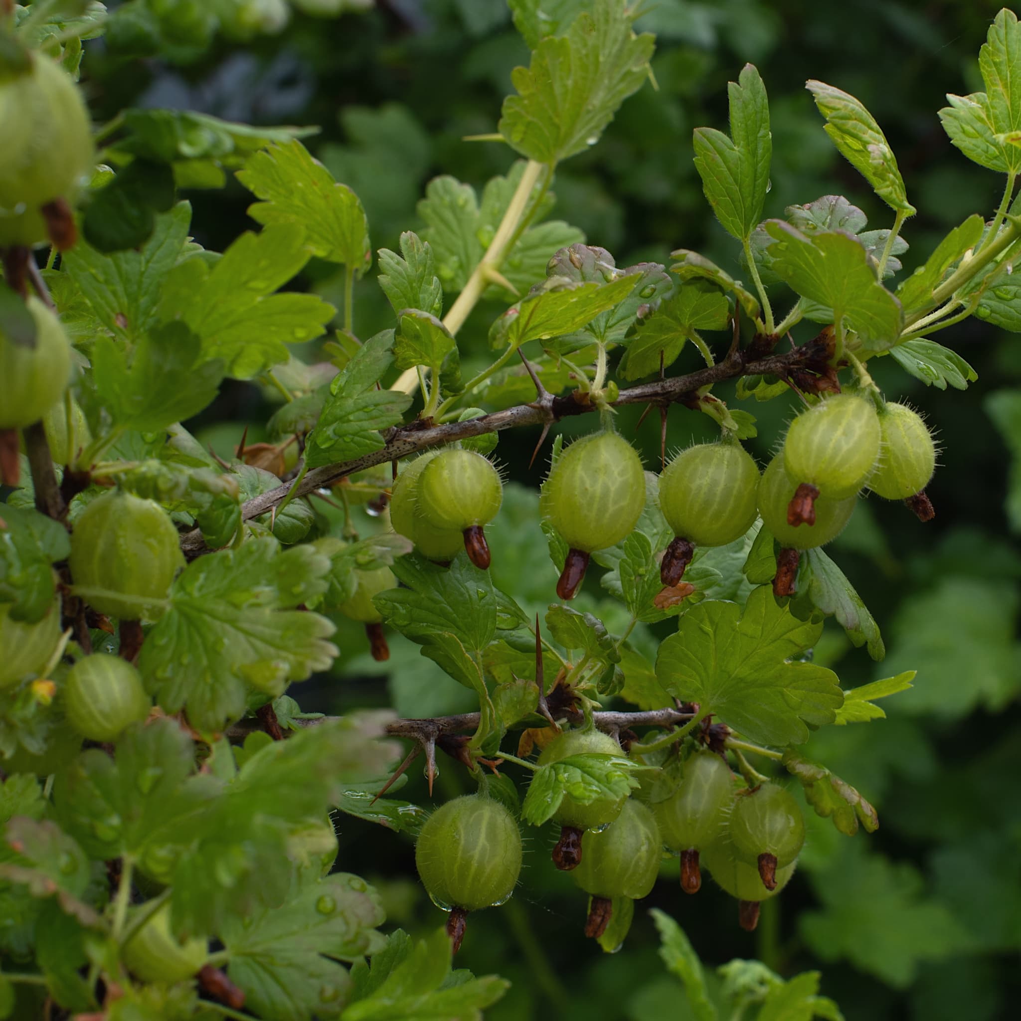 Ribes uva-crispa 'Hinnonmaki Green'