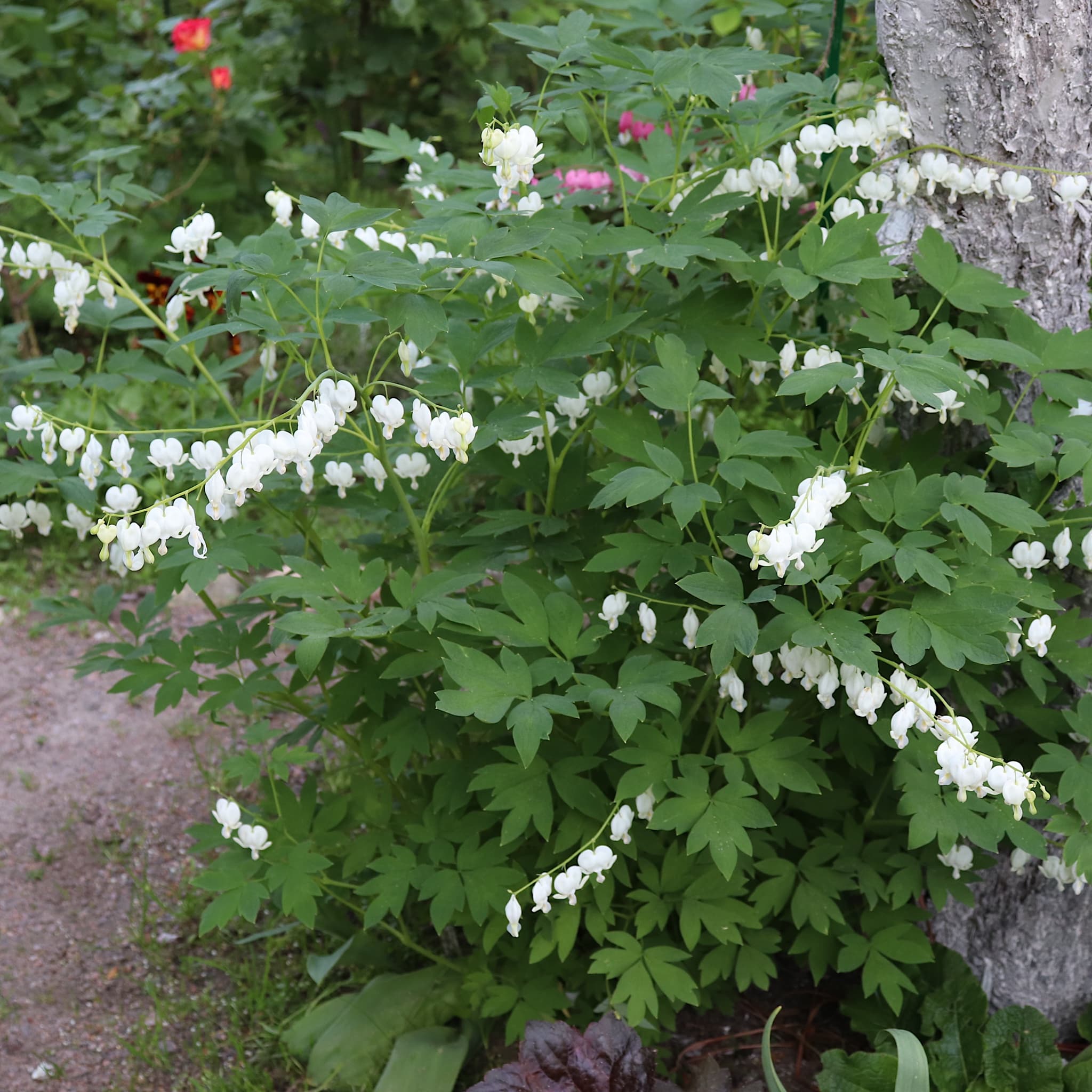 Dicentra spectabilis 'Alba'