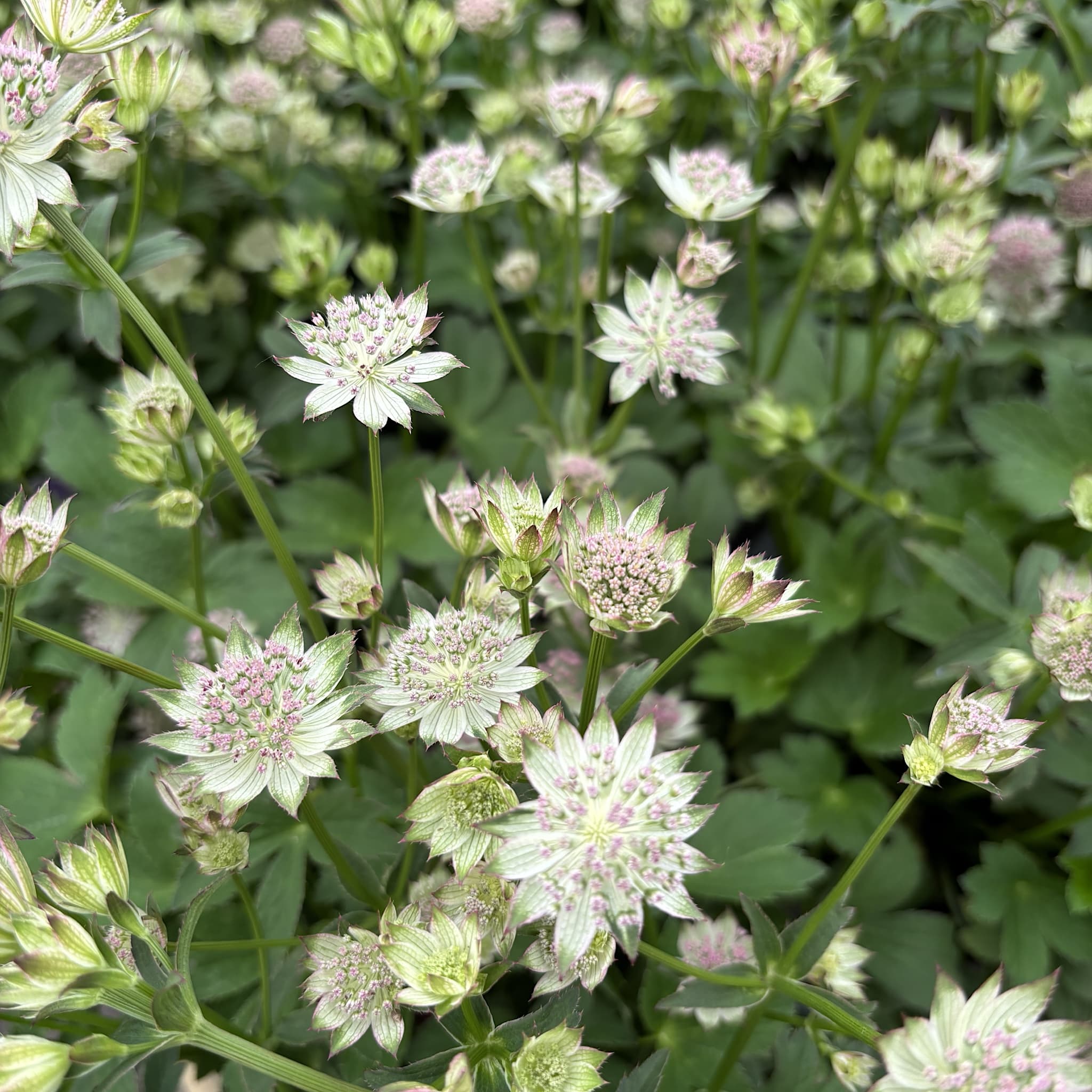 Astrantia maj. 'Buckland'