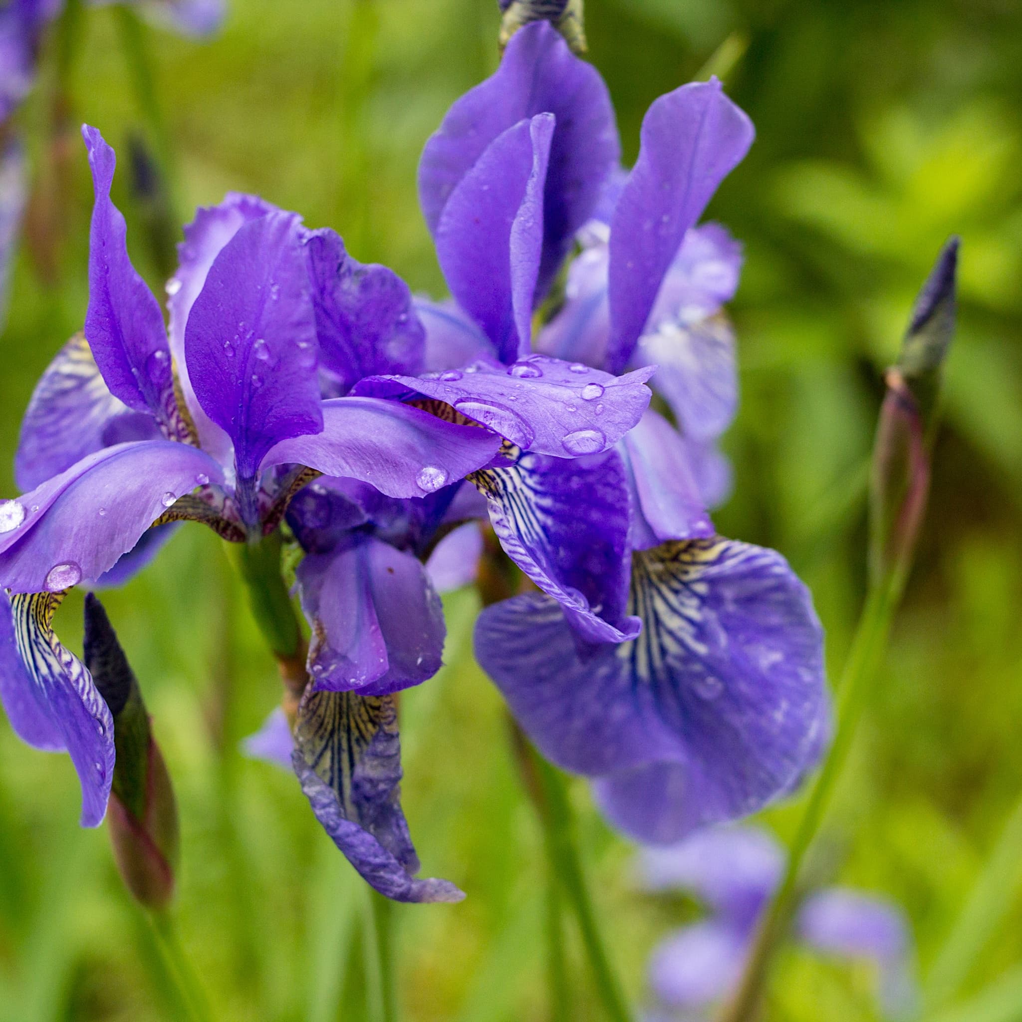 Iris sib. 'Ruffled Velvet'