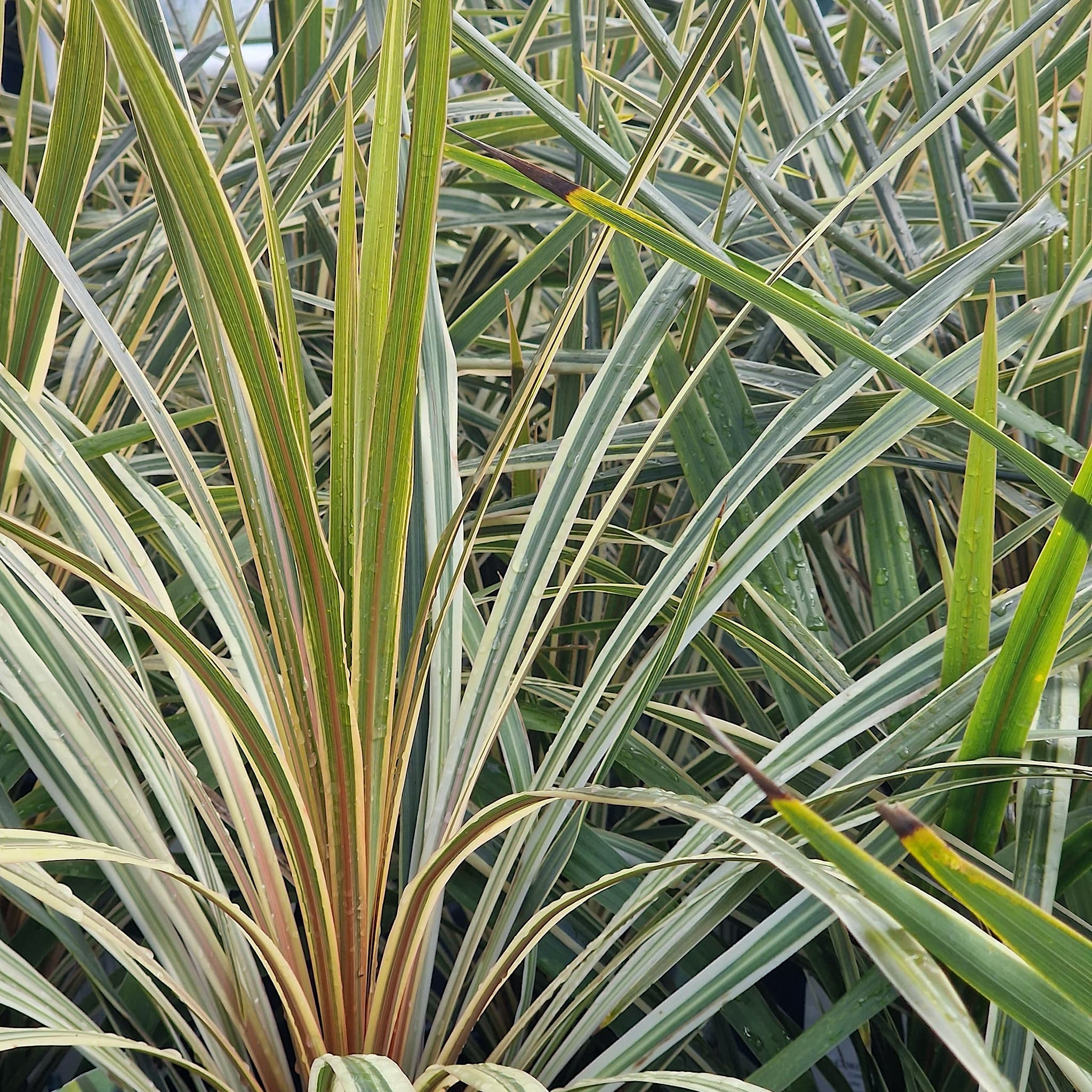 Cordyline 'Variegata'