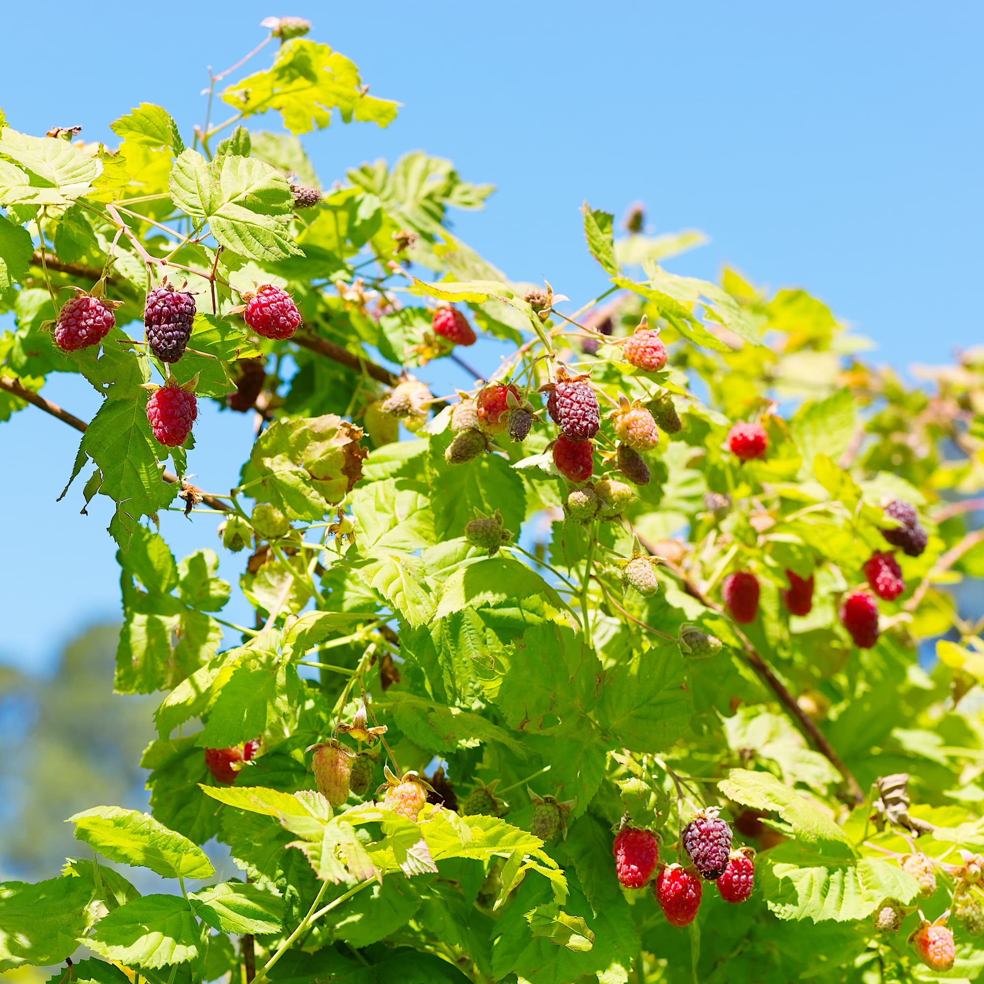 Rubus loganobaccus