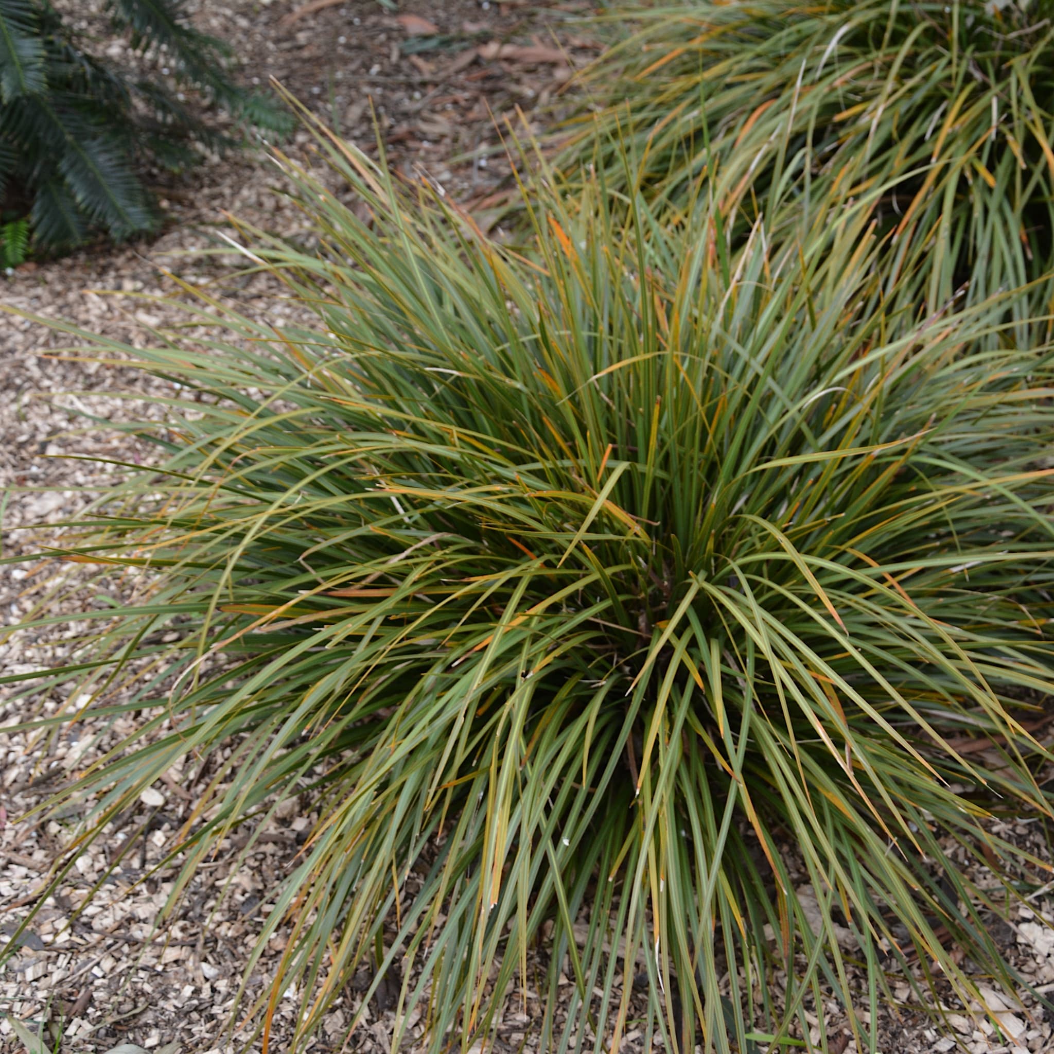 Libertia grandiflora