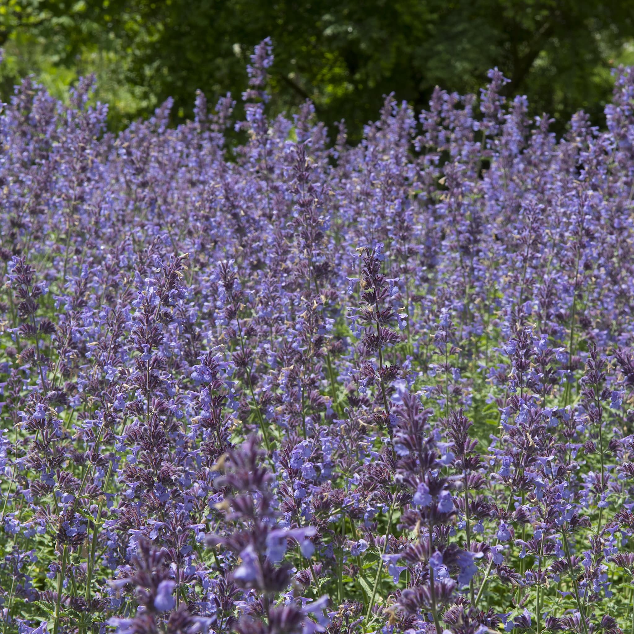 Nepeta faassenii 'Walker's Low'